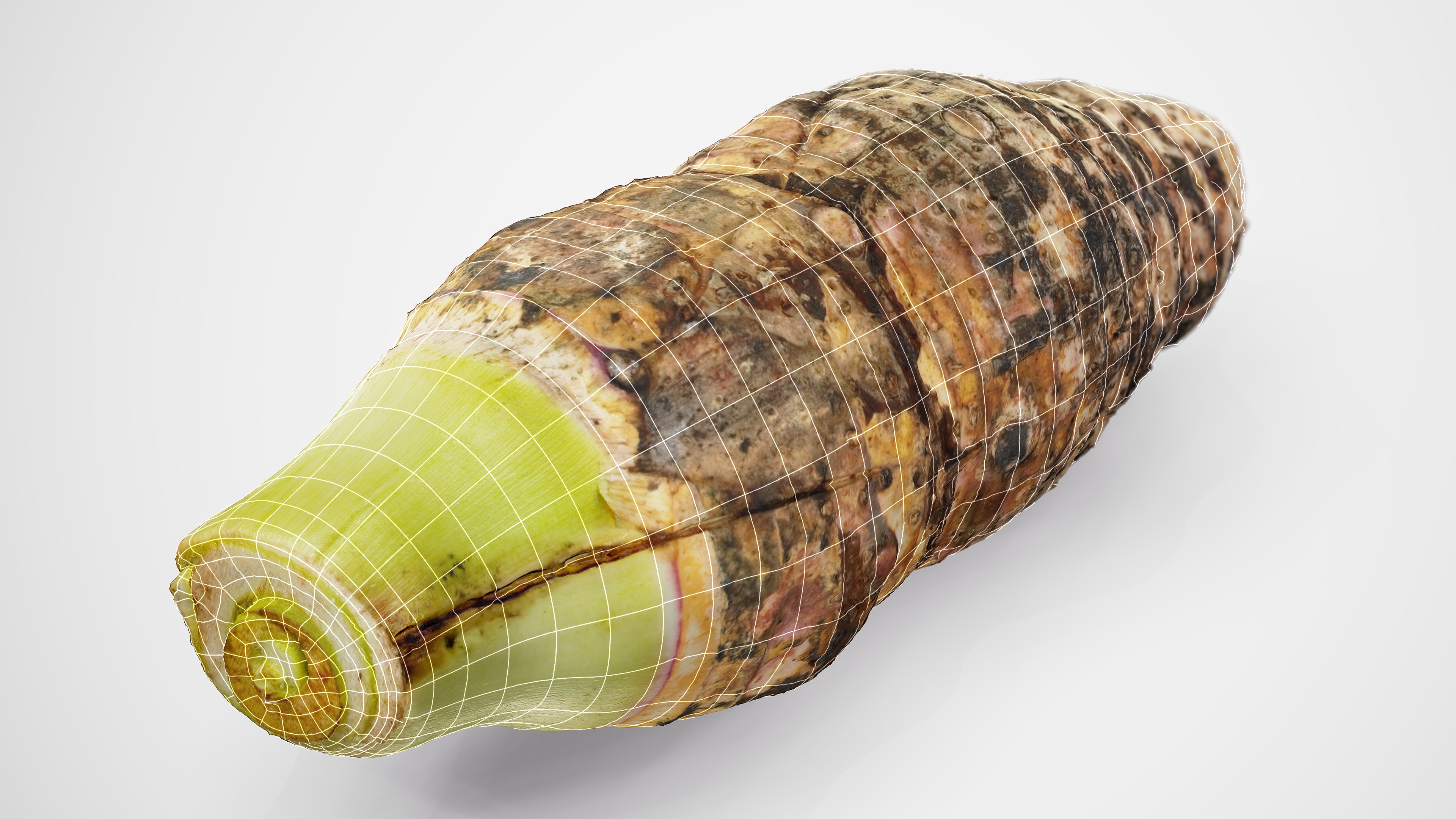 Taro Root - Photorealistic Scan Low-poly 3D model_1