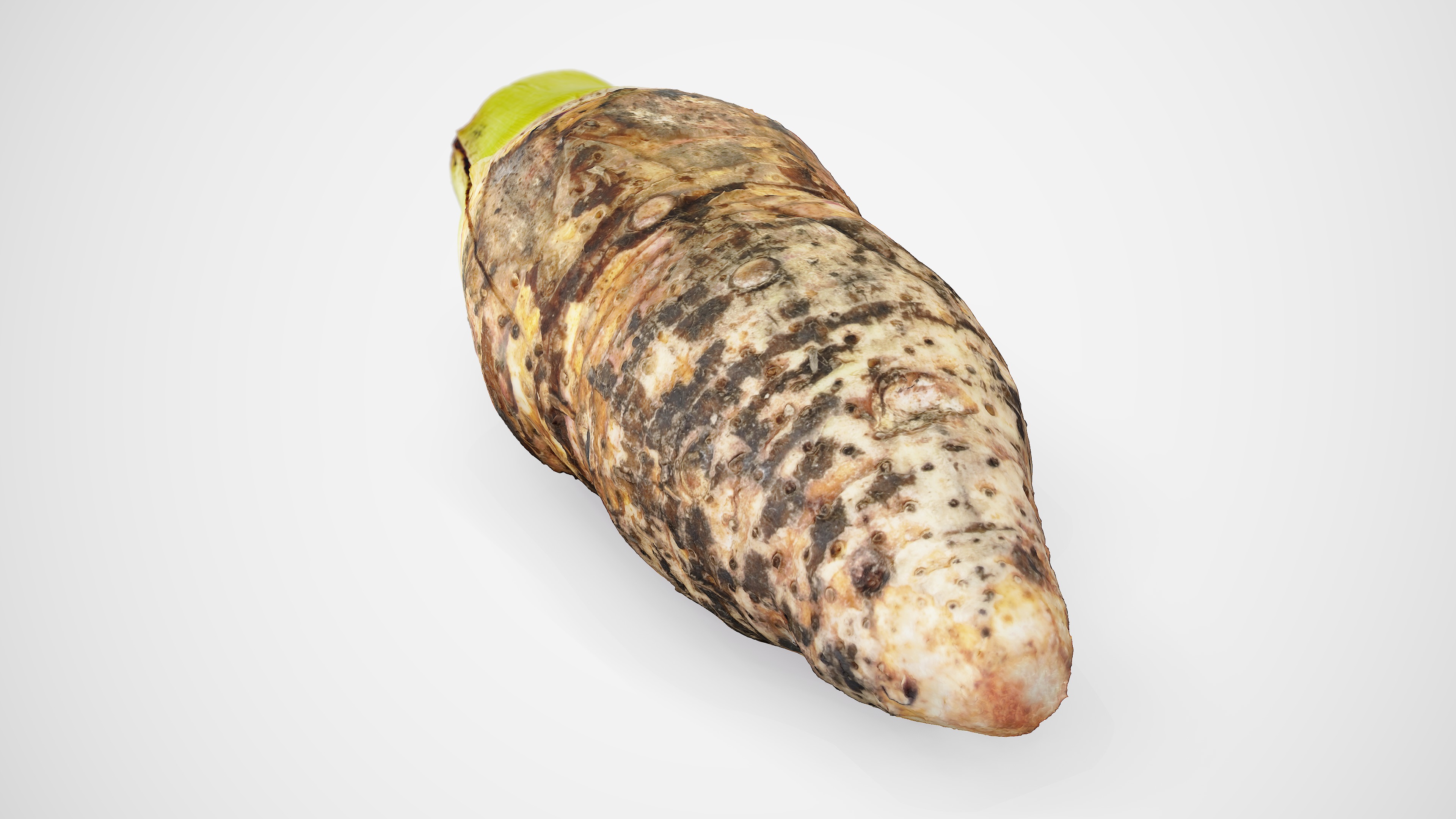 Taro Root - Photorealistic Scan Low-poly 3D model_17