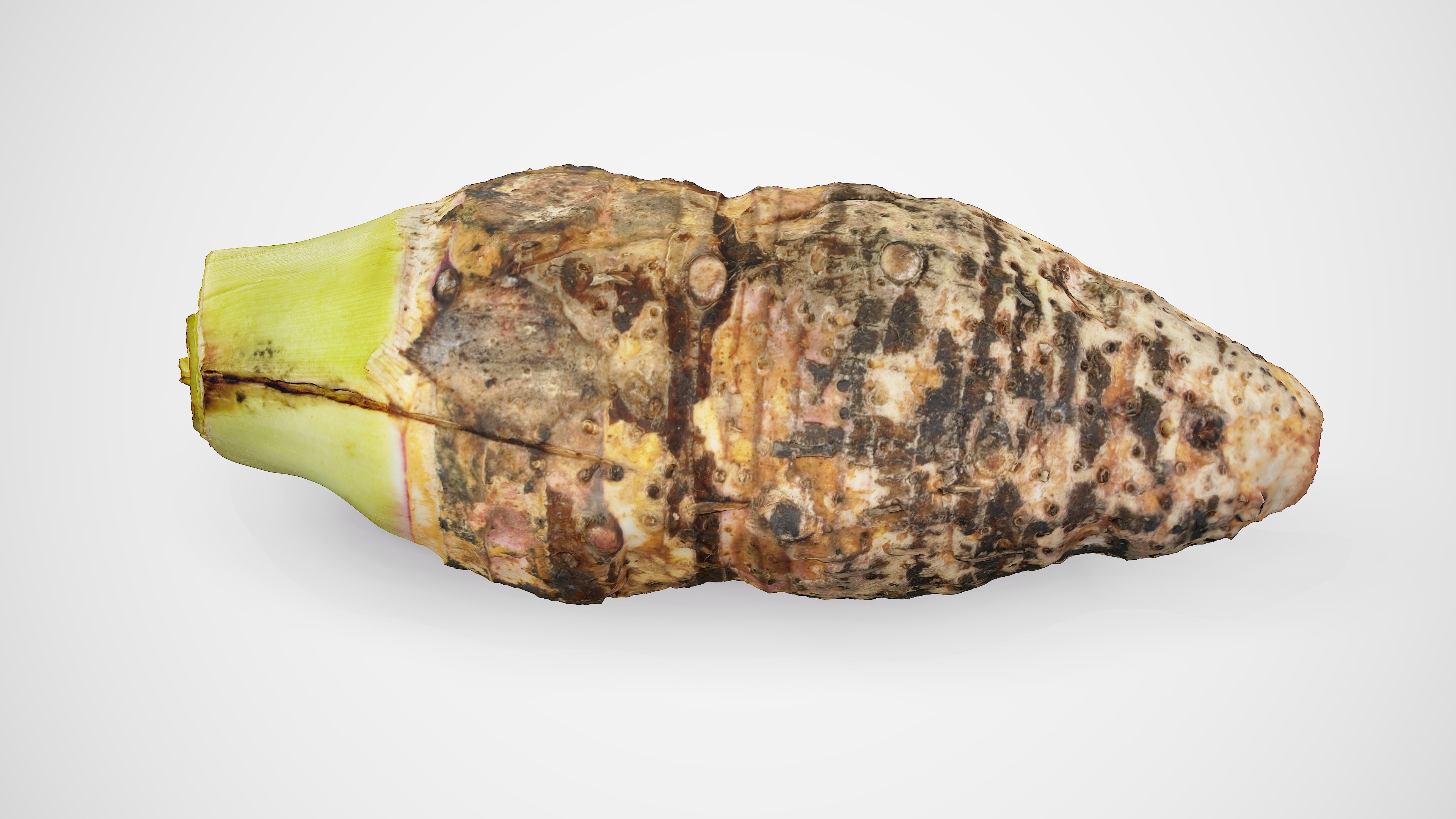 Taro Root - Photorealistic Scan Low-poly 3D model_7