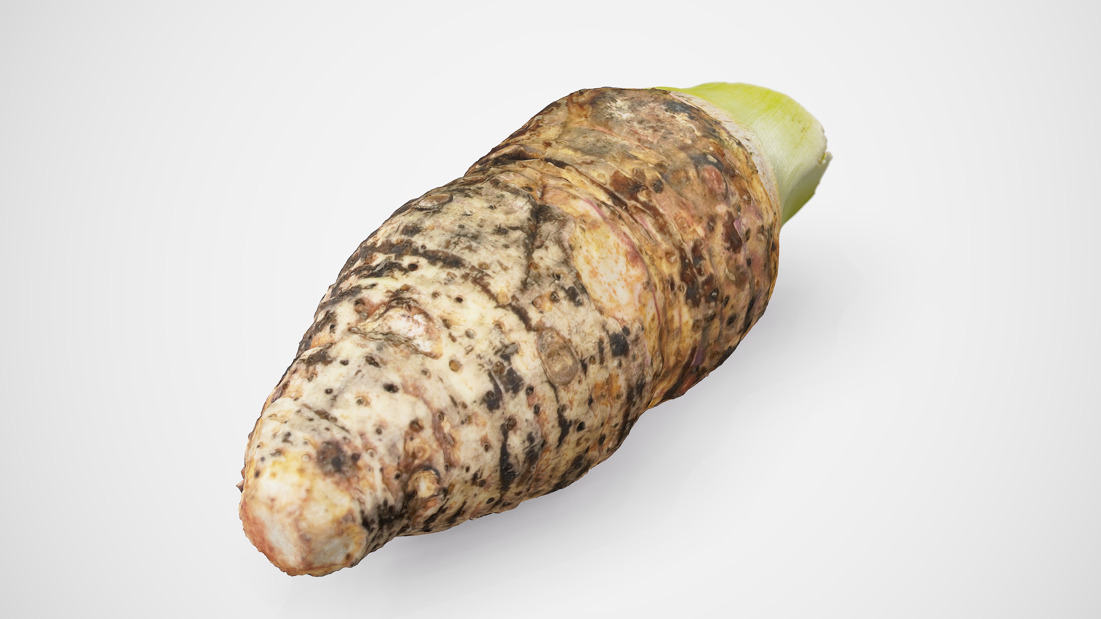 Taro Root - Photorealistic Scan Low-poly 3D model_15