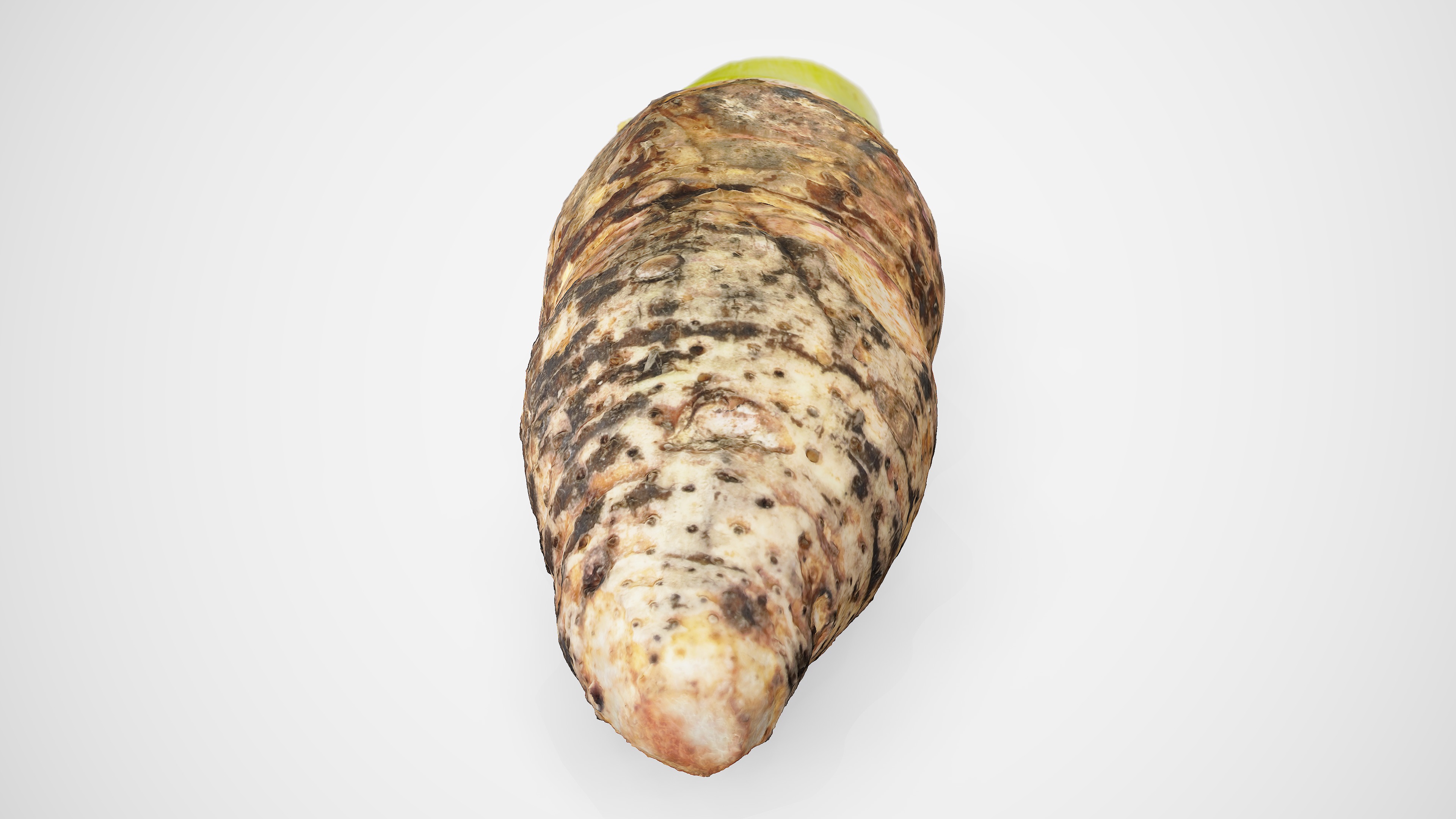 Taro Root - Photorealistic Scan Low-poly 3D model_16