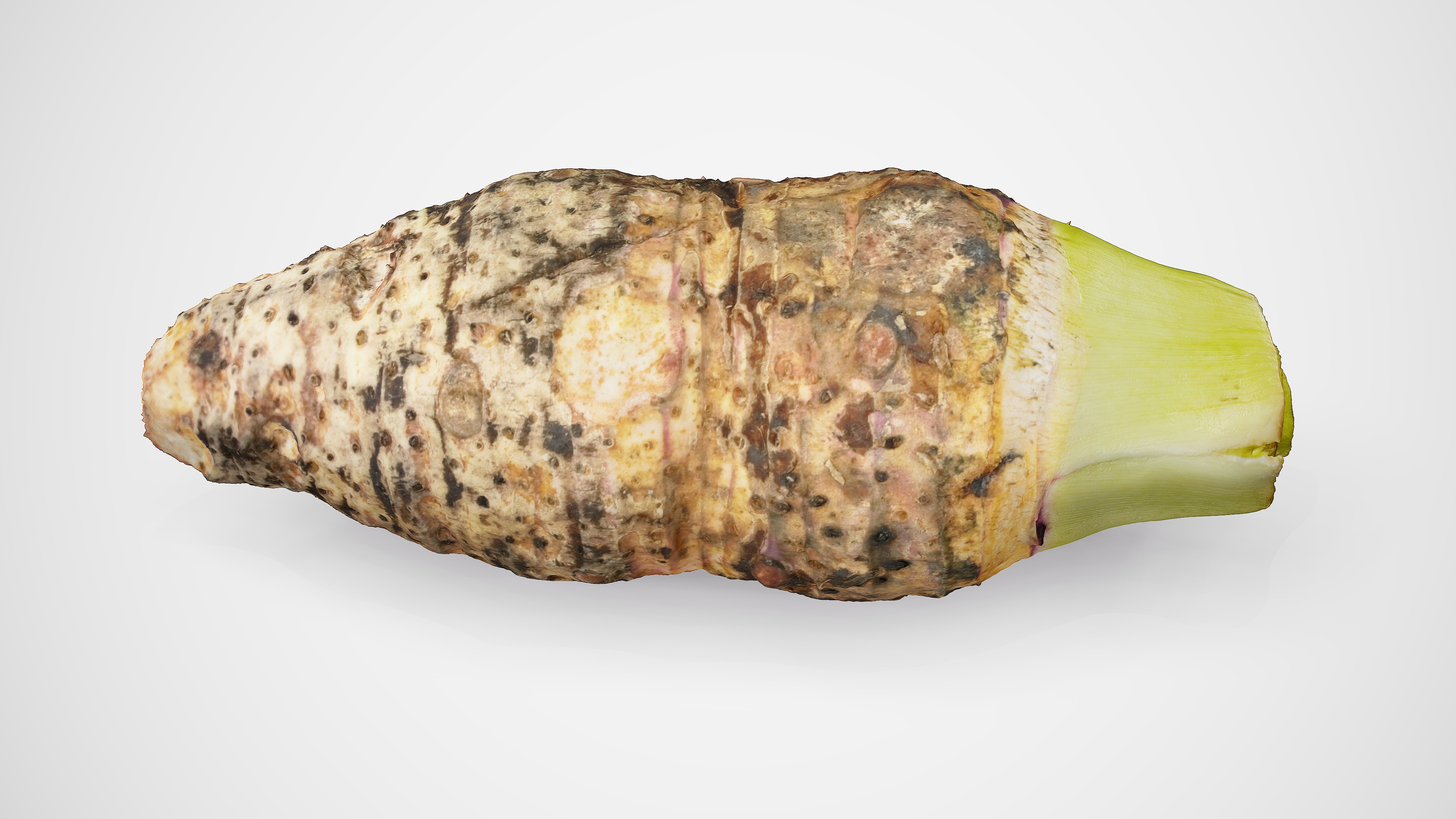 Taro Root - Photorealistic Scan Low-poly 3D model_13