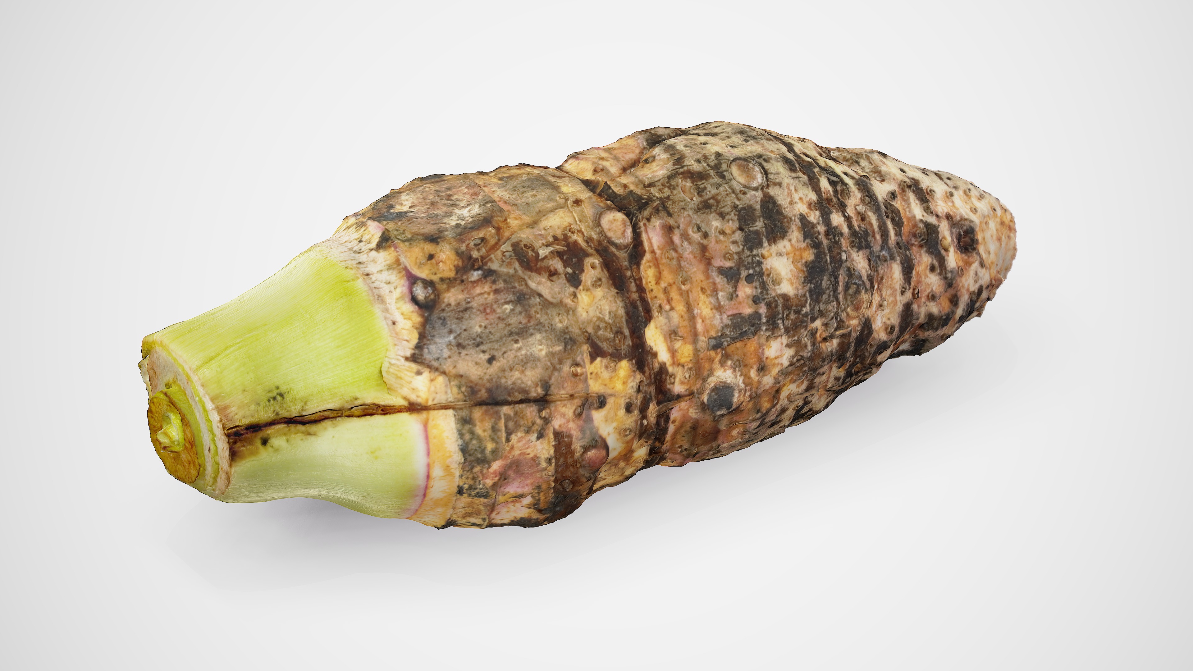 Taro Root - Photorealistic Scan Low-poly 3D model_8