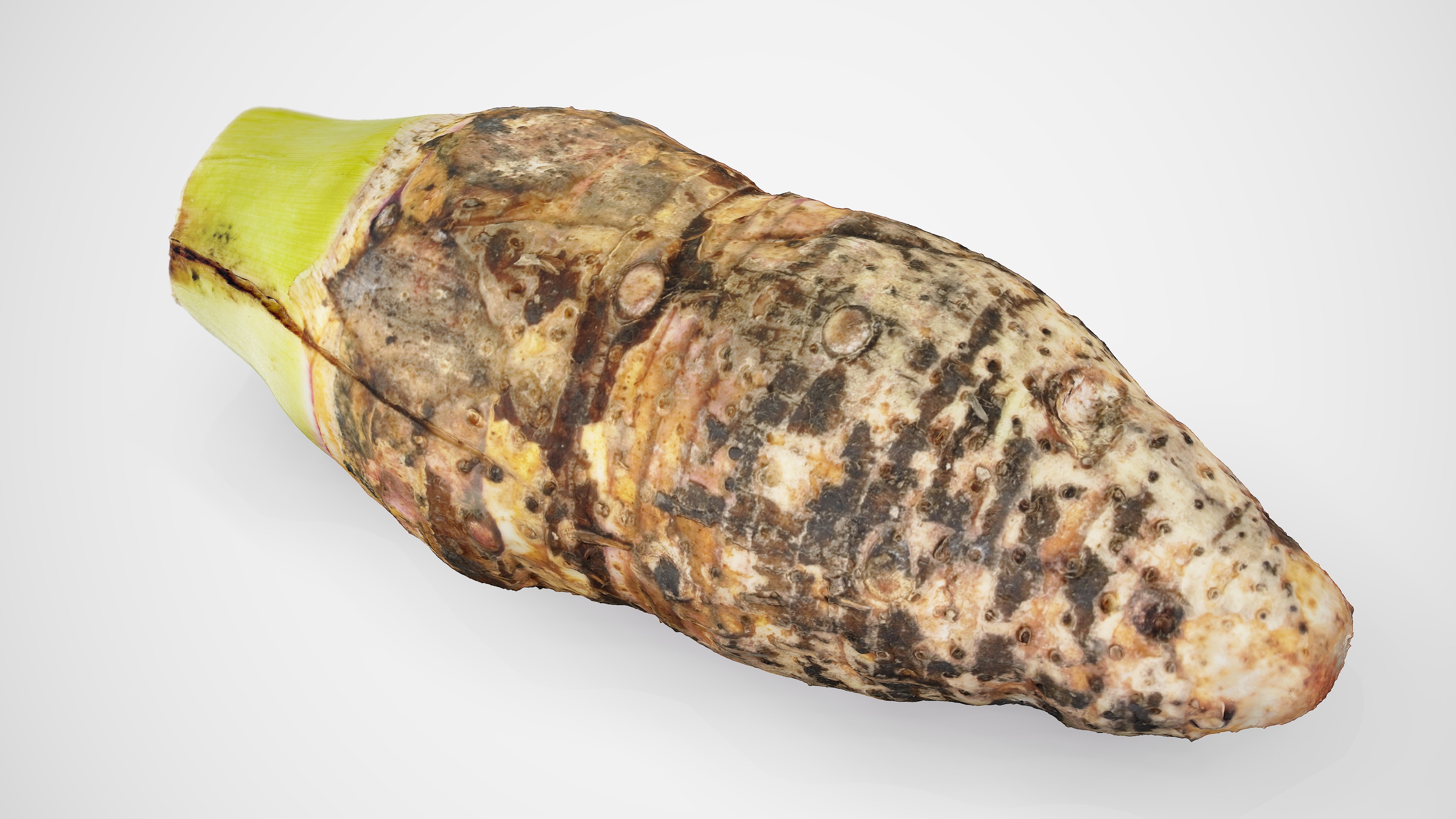Taro Root - Photorealistic Scan Low-poly 3D model_2