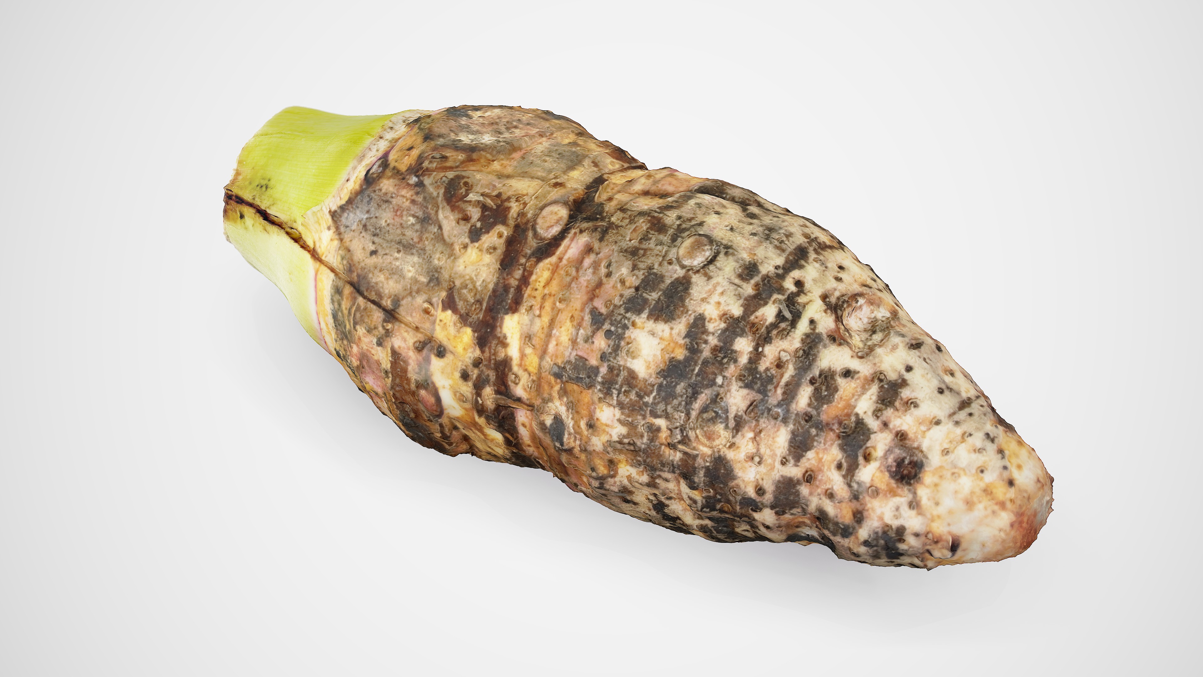 Taro Root - Photorealistic Scan Low-poly 3D model_6