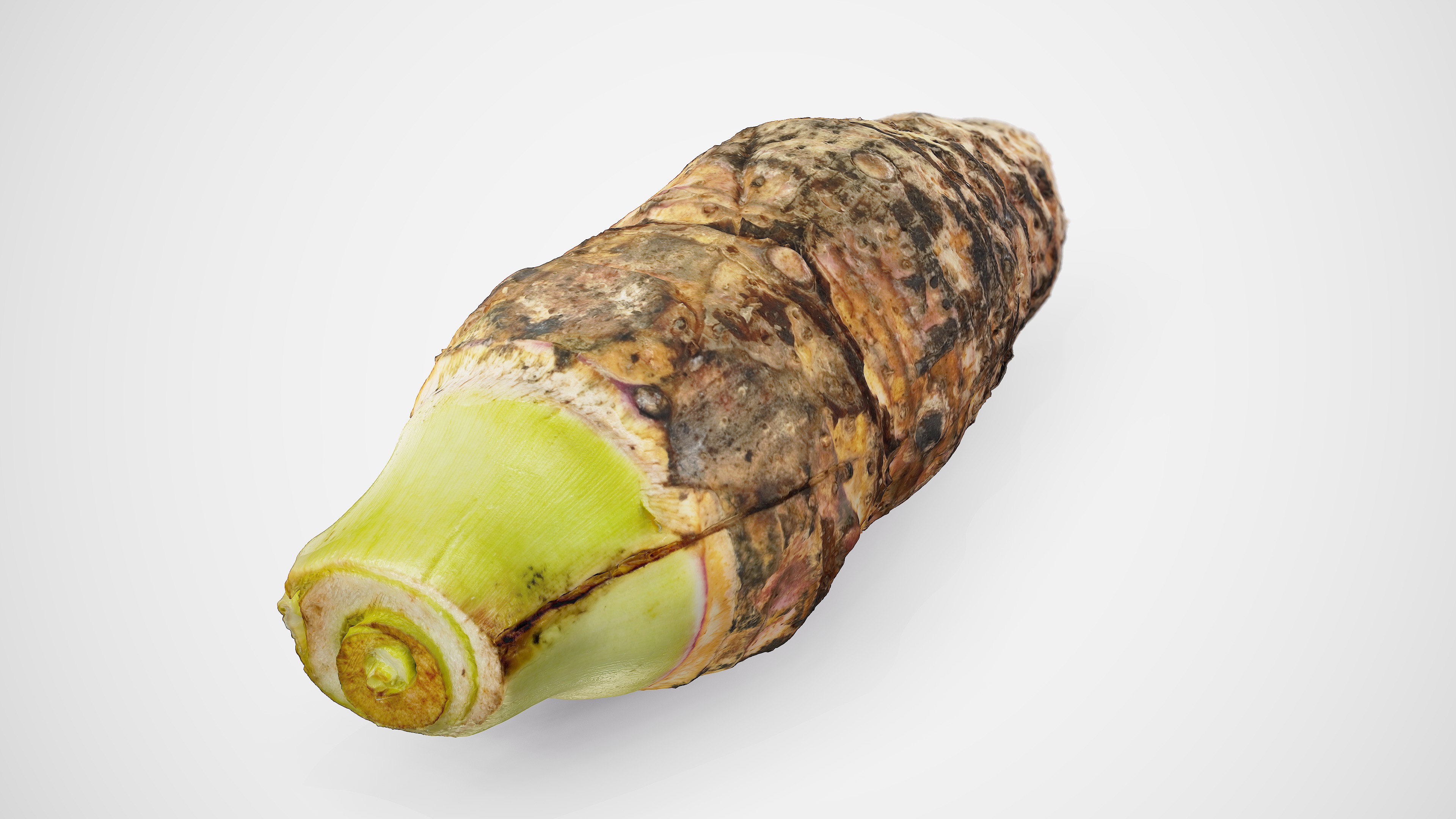 Taro Root - Photorealistic Scan Low-poly 3D model_9