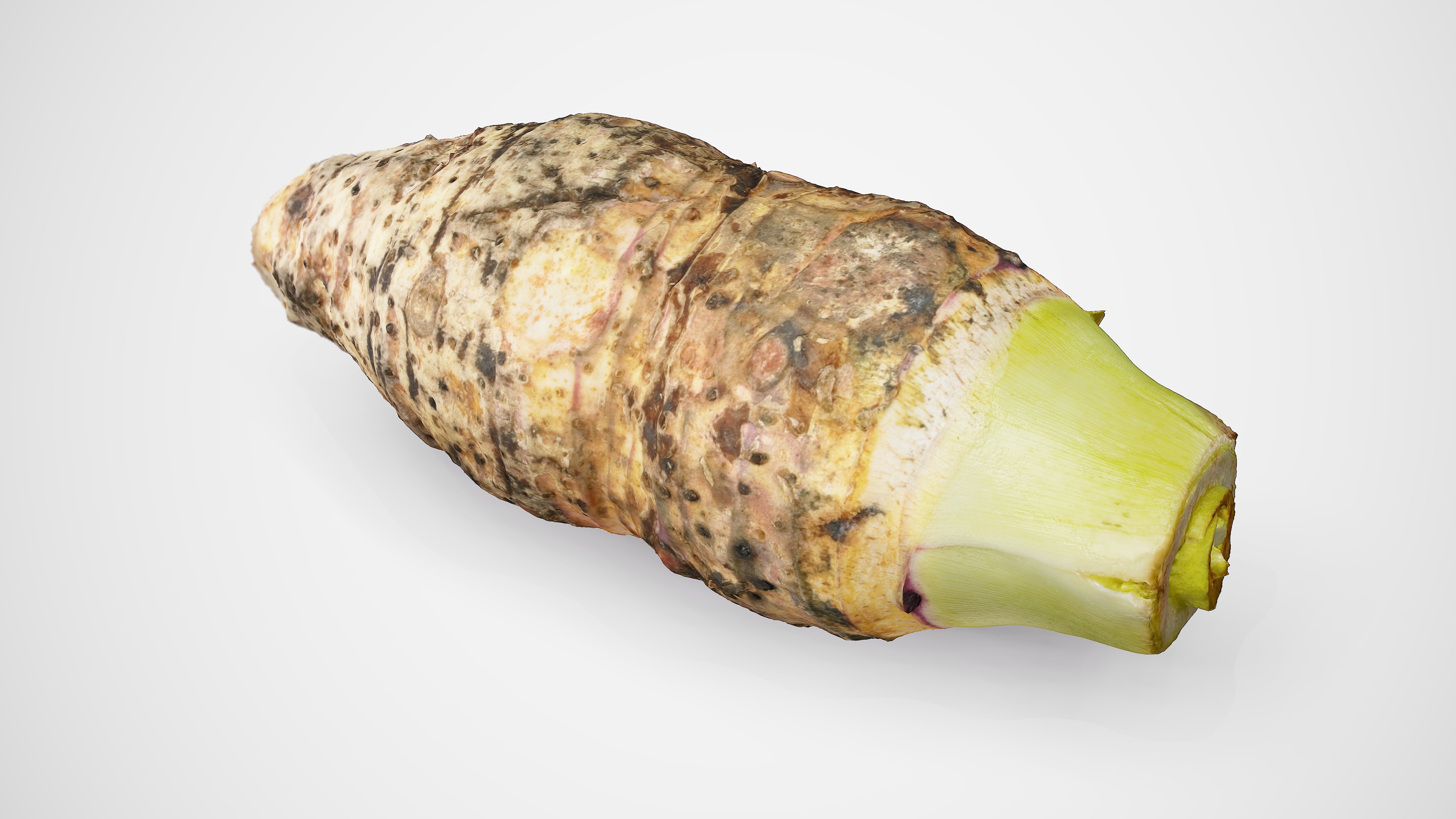 Taro Root - Photorealistic Scan Low-poly 3D model_12