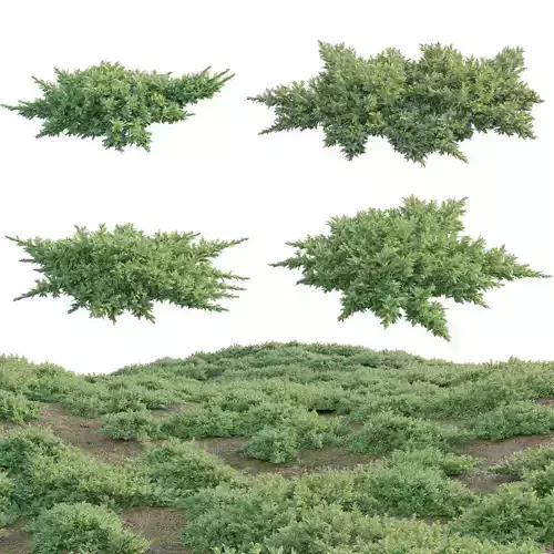 Juniperus procumbens - Garden Juniper 01