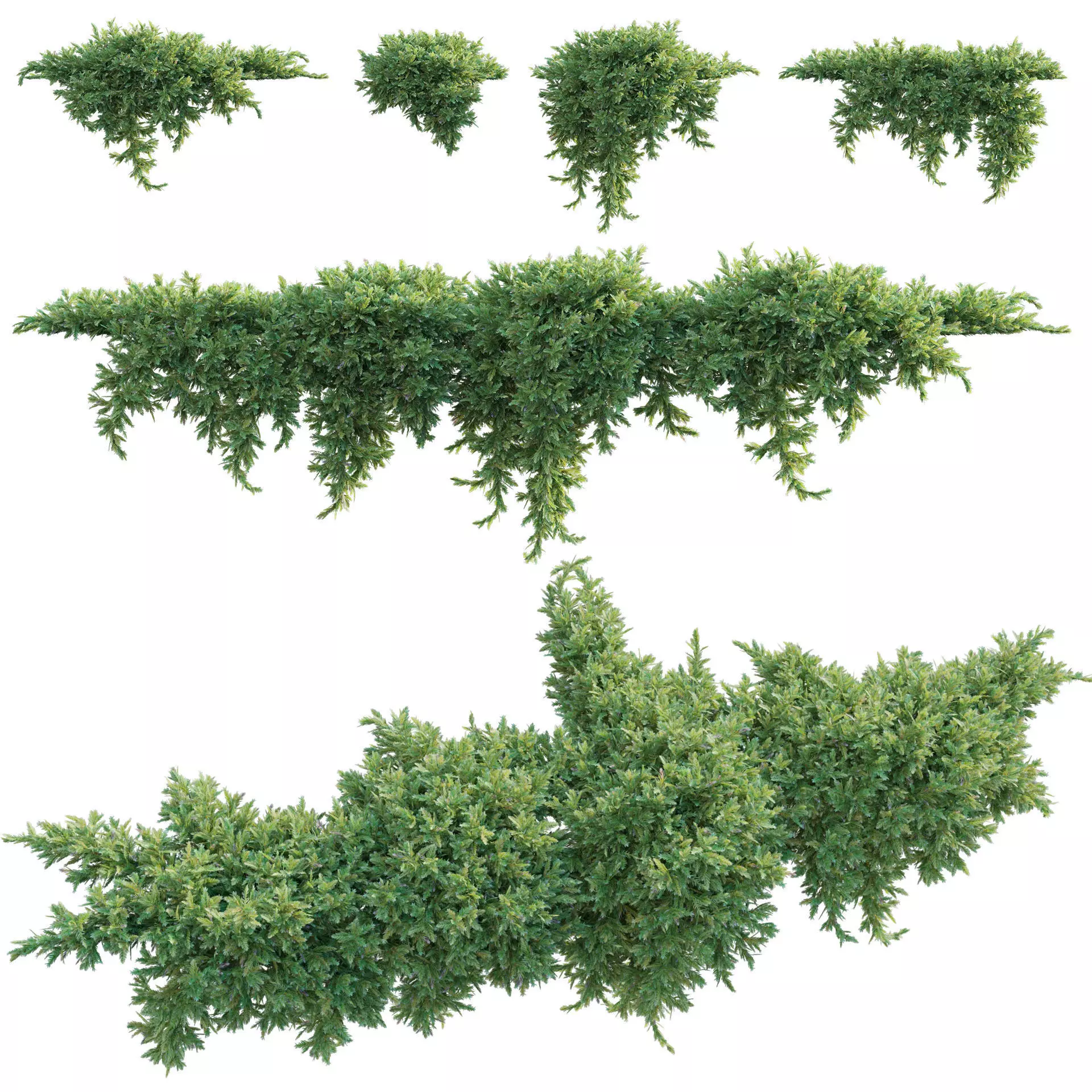 Juniperus procumbens - Garden Juniper 02 Low-poly 3D model