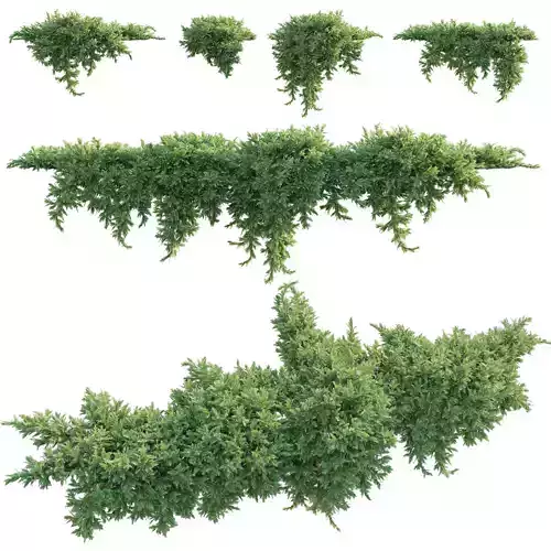 Juniperus procumbens - Garden Juniper 02