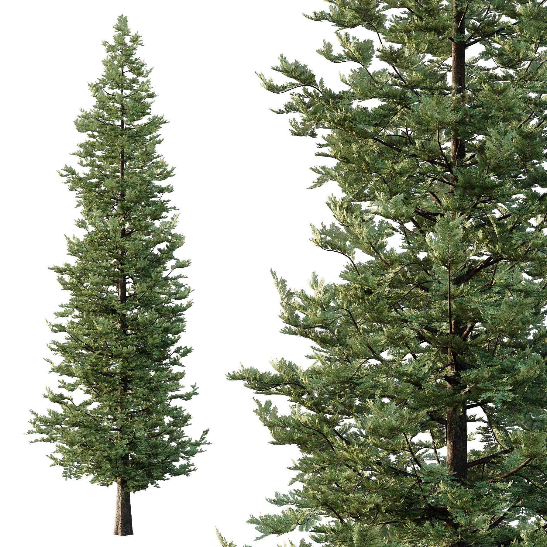 spruce tree13 3D model_1