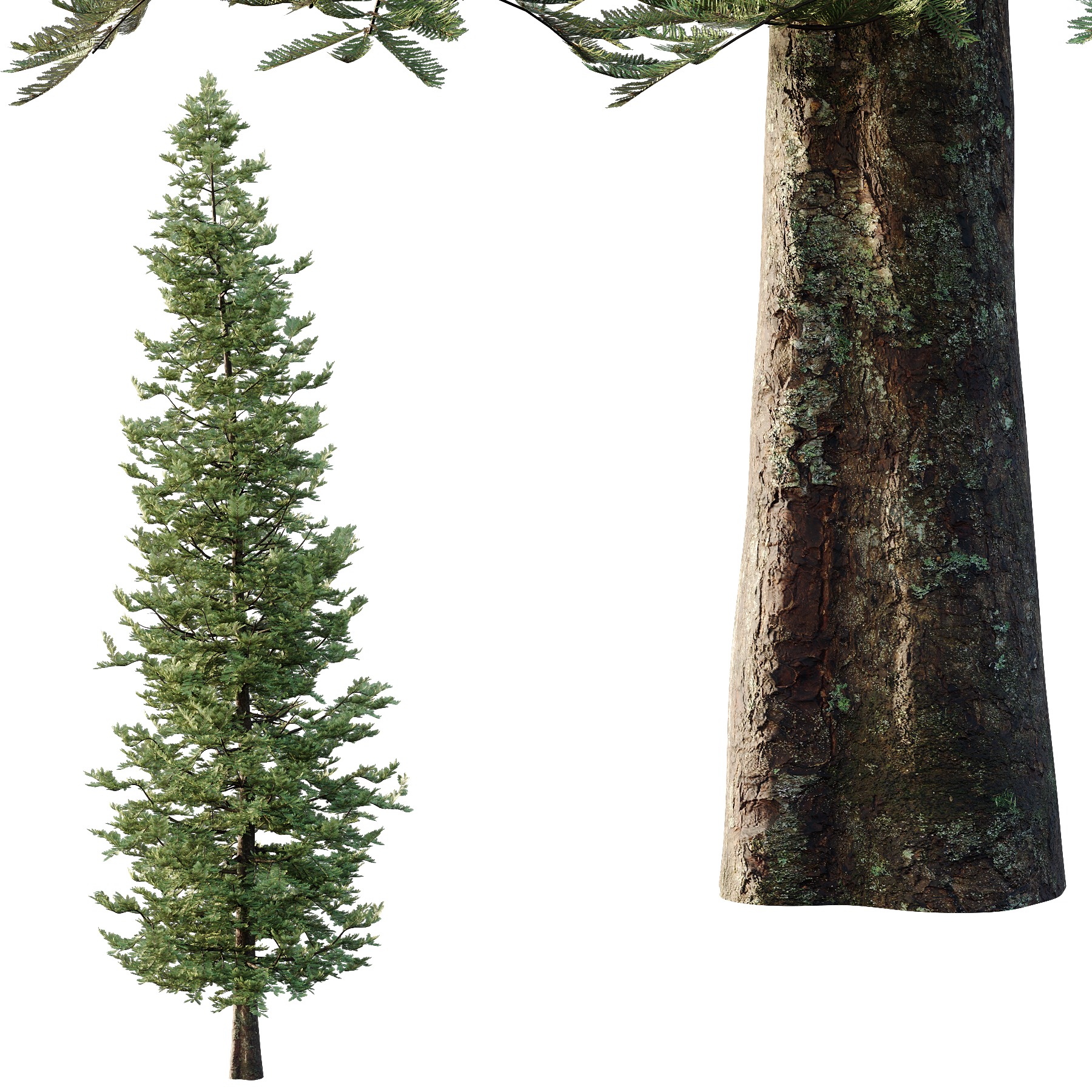 spruce tree13 3D model_2