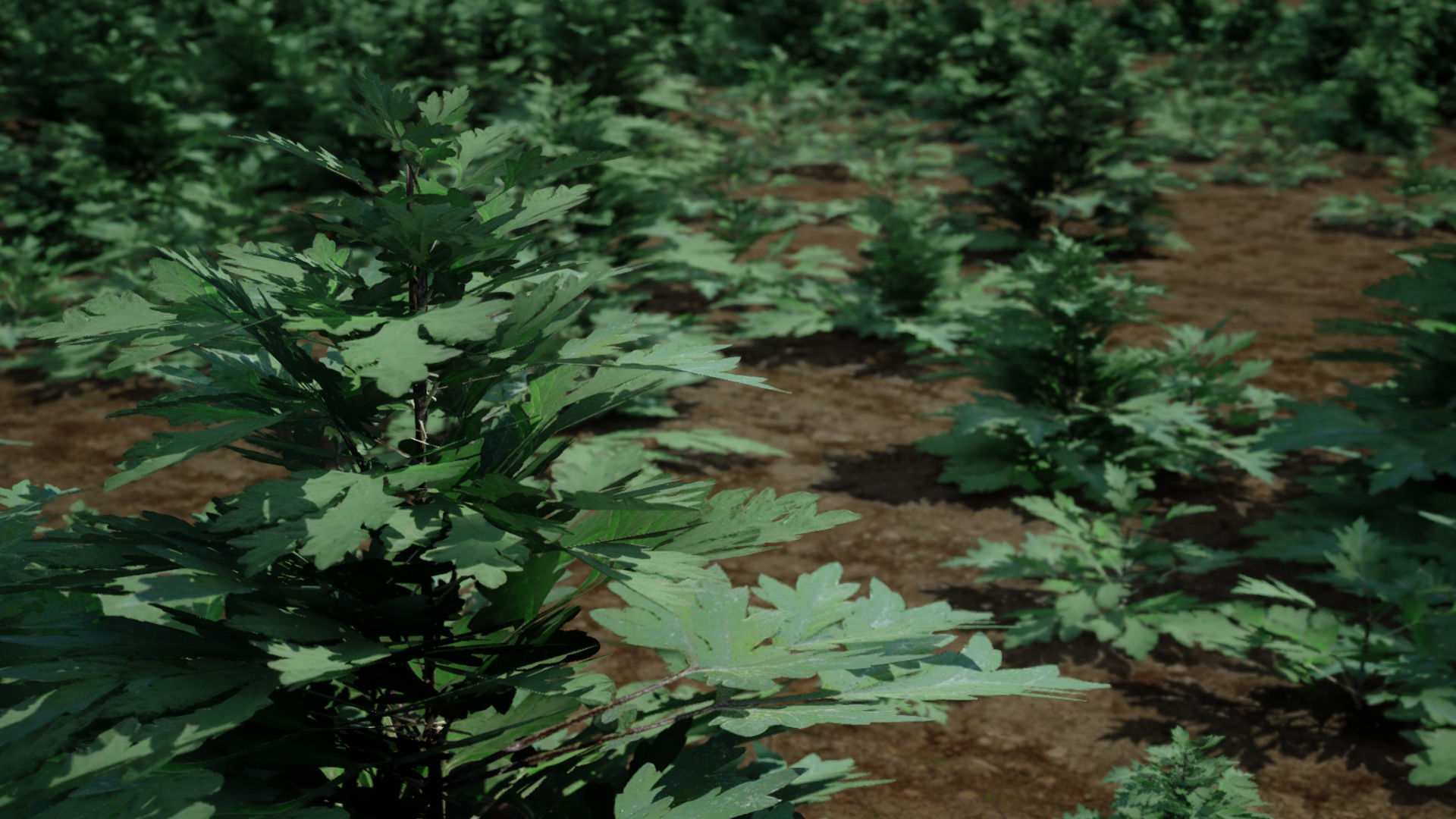 Korean Endemic Species Plant - 5 Korean Mugwort weeds Ssuk Bush Low-poly 3D model_1