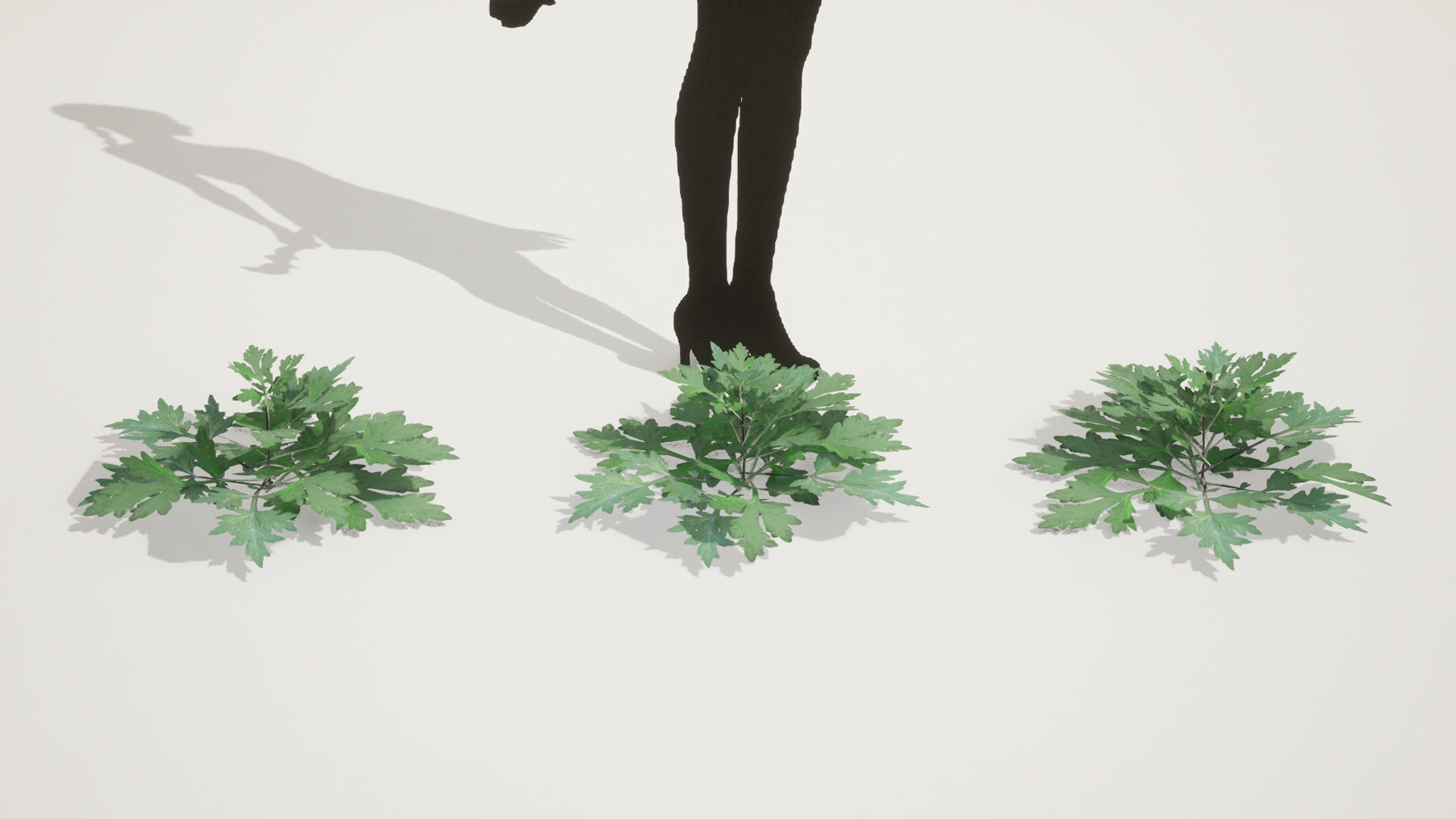 Korean Endemic Species Plant - 5 Korean Mugwort weeds Ssuk Bush Low-poly 3D model_5