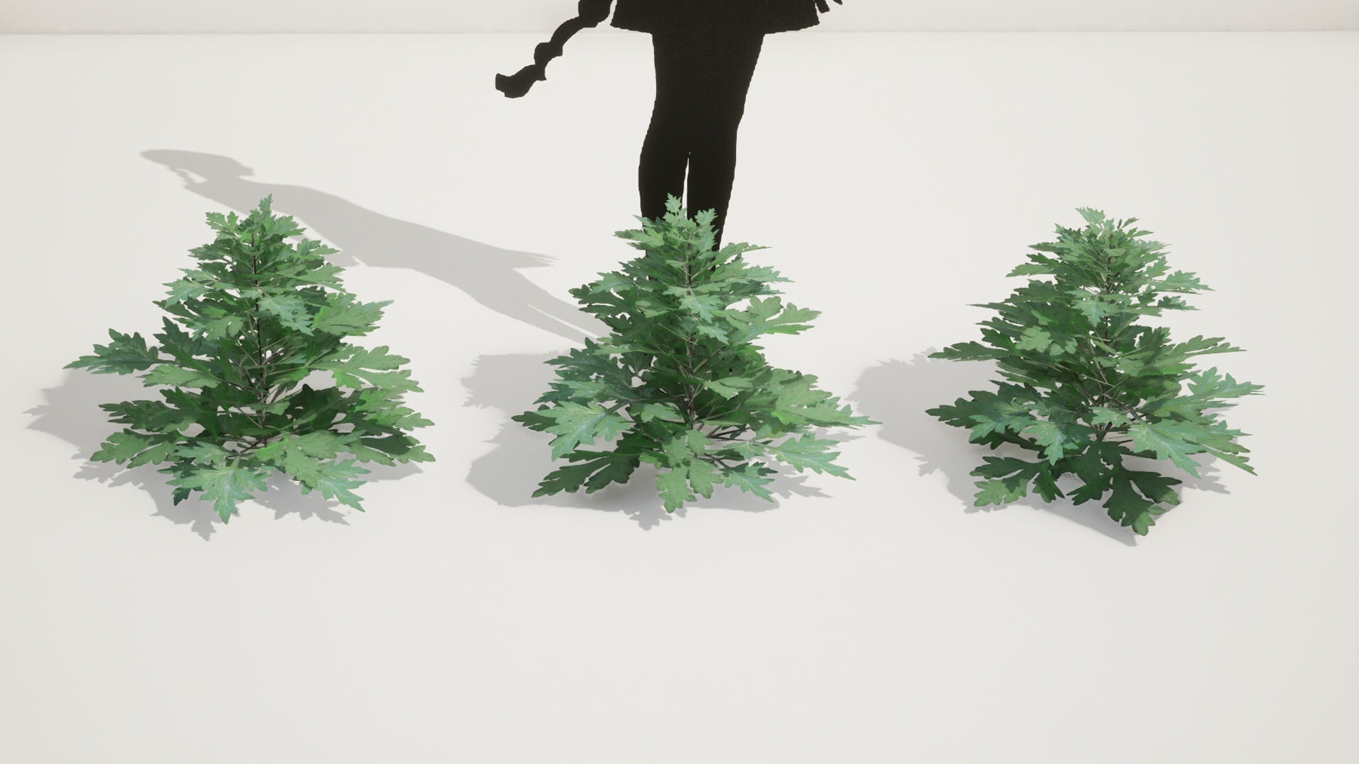 Korean Endemic Species Plant - 5 Korean Mugwort weeds Ssuk Bush Low-poly 3D model_7