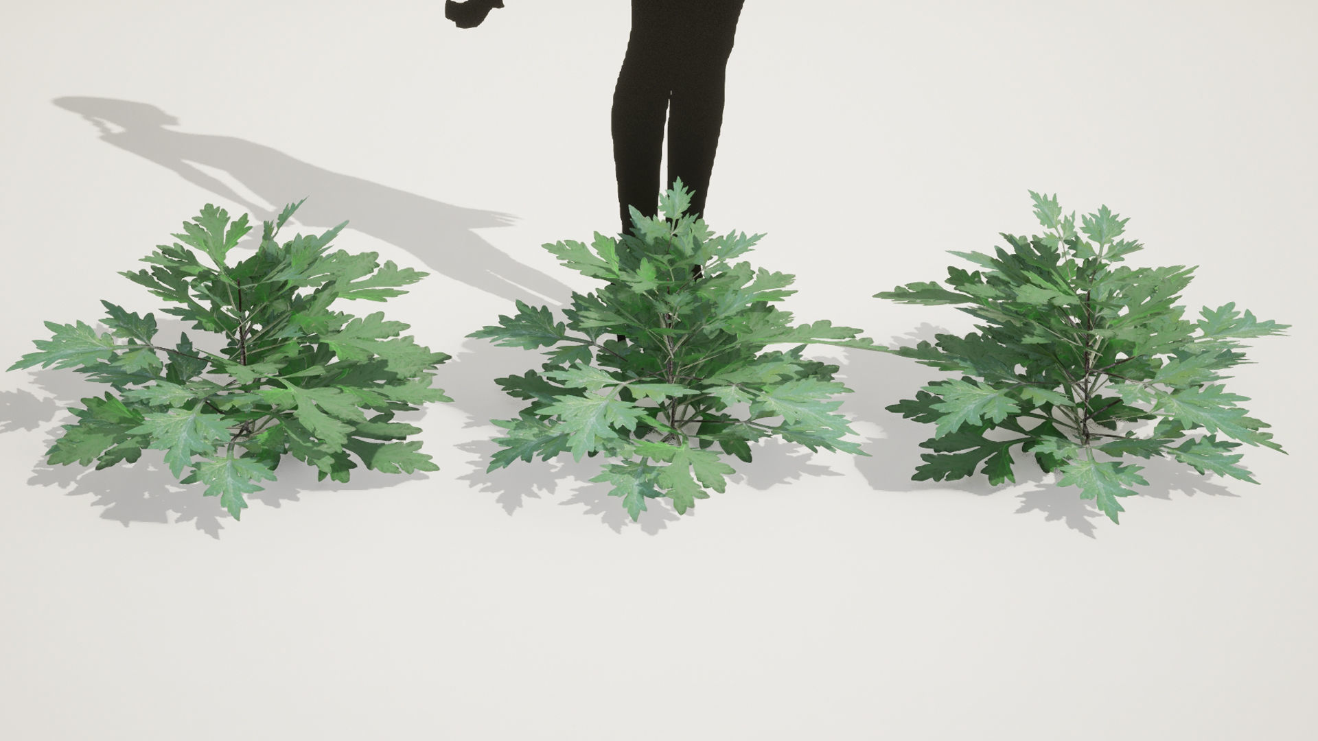 Korean Endemic Species Plant - 5 Korean Mugwort weeds Ssuk Bush Low-poly 3D model_6