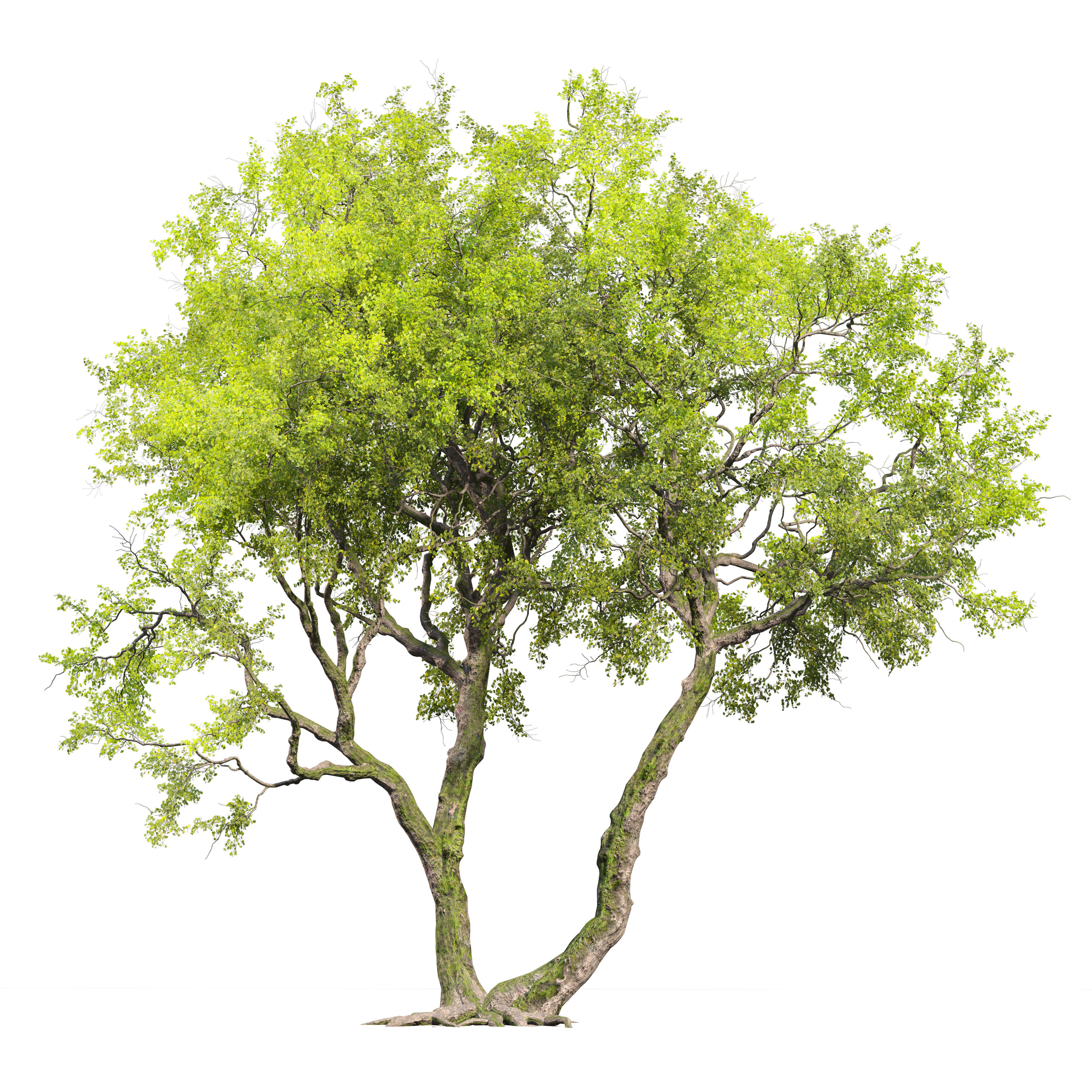 Ginkgo tree 3D model_1