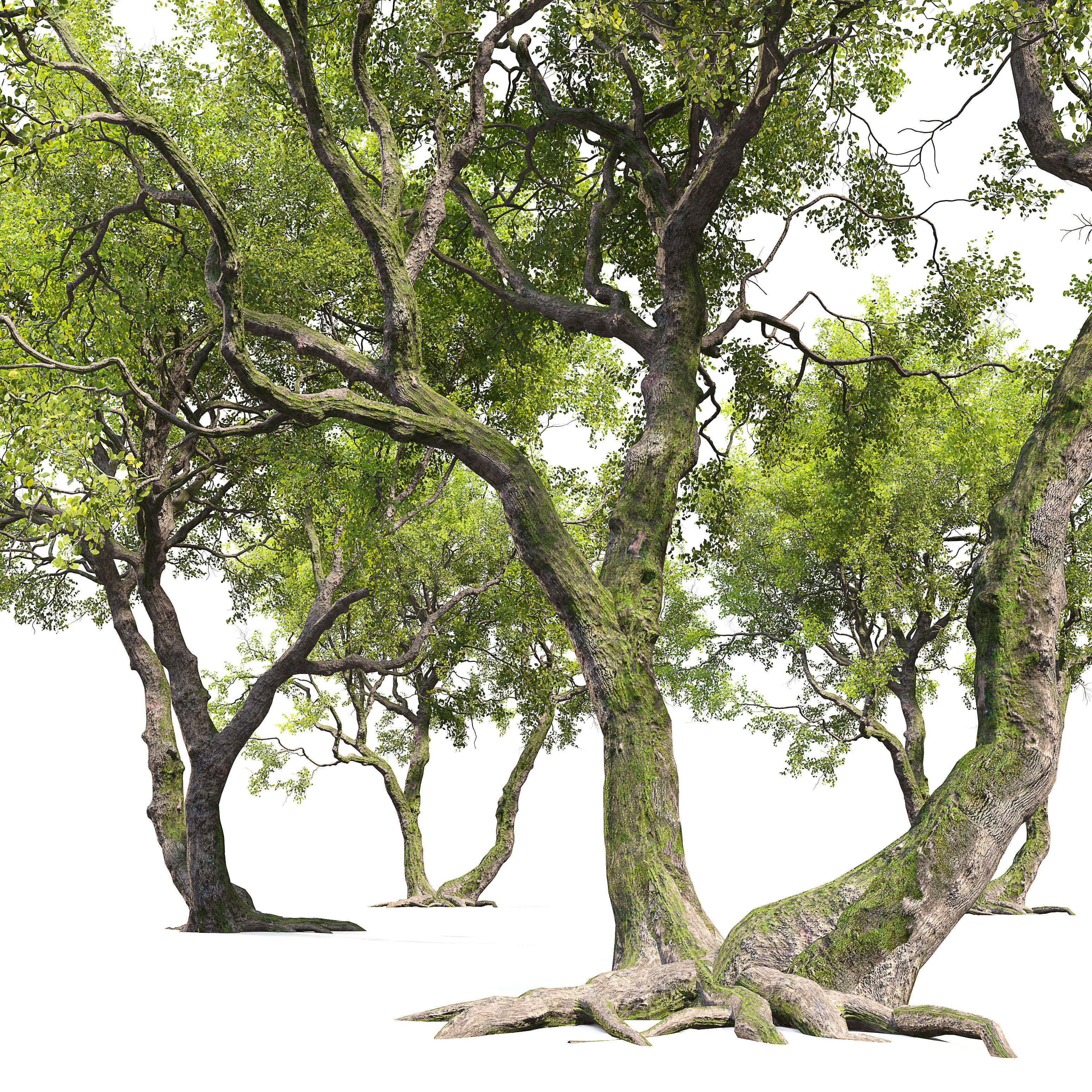 Ginkgo tree 3D model_2