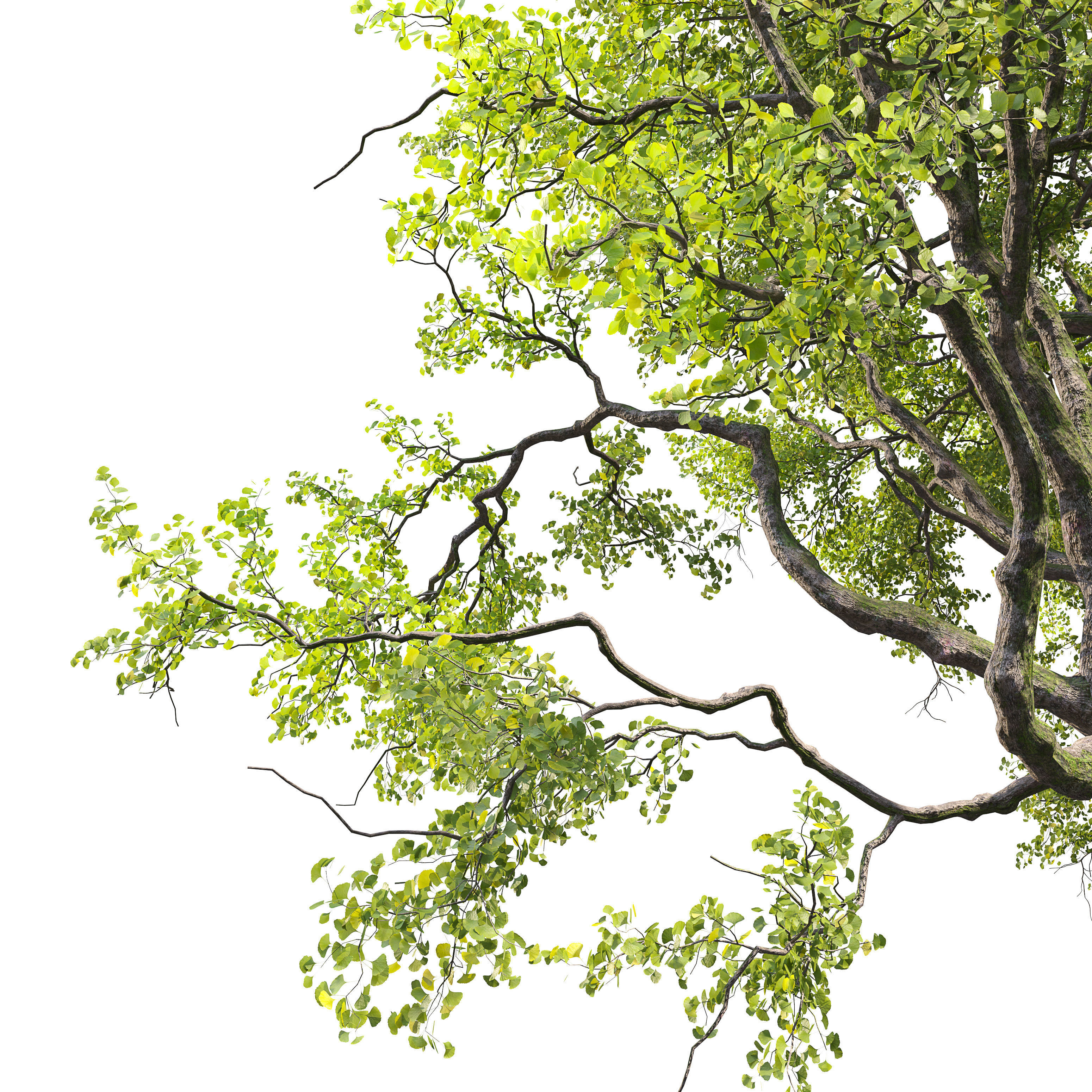 Ginkgo tree 3D model_3