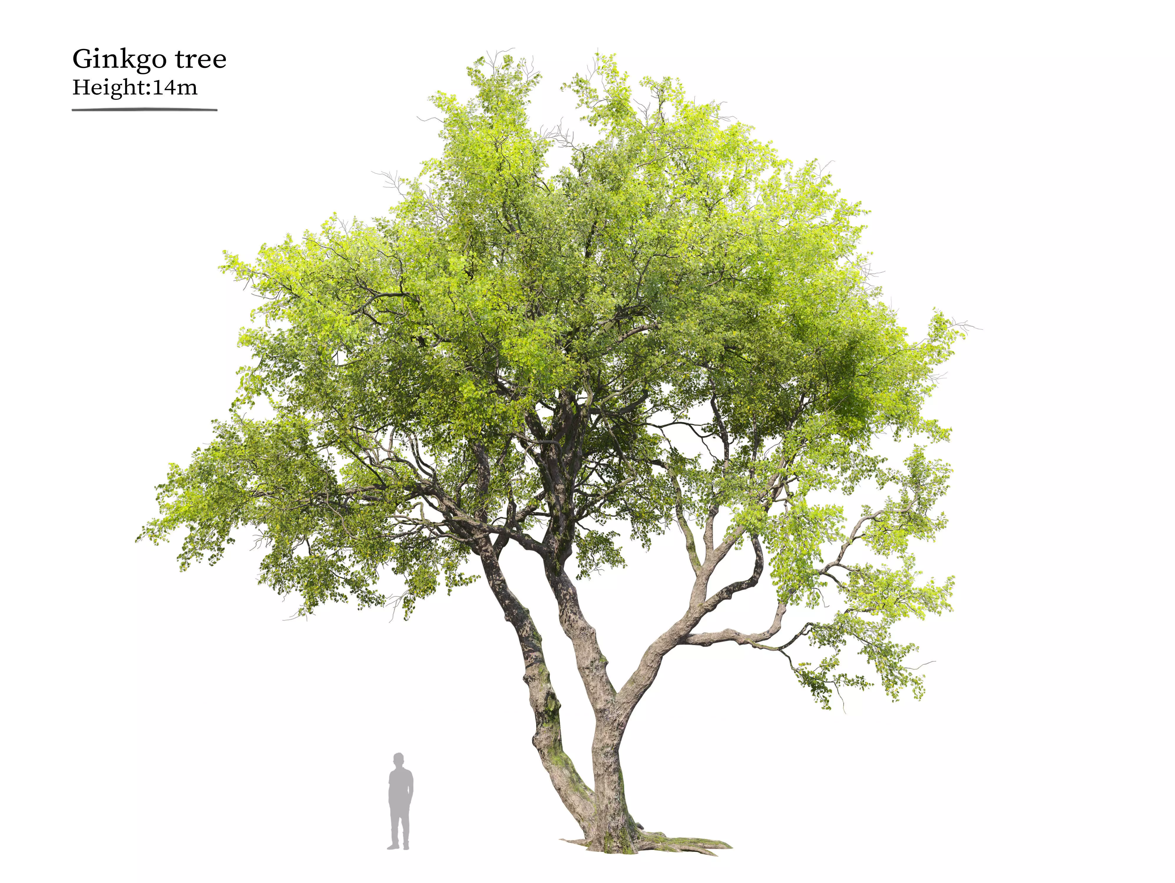 Ginkgo tree 3D model_0