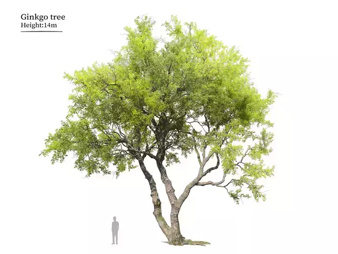 Ginkgo tree 3D model
