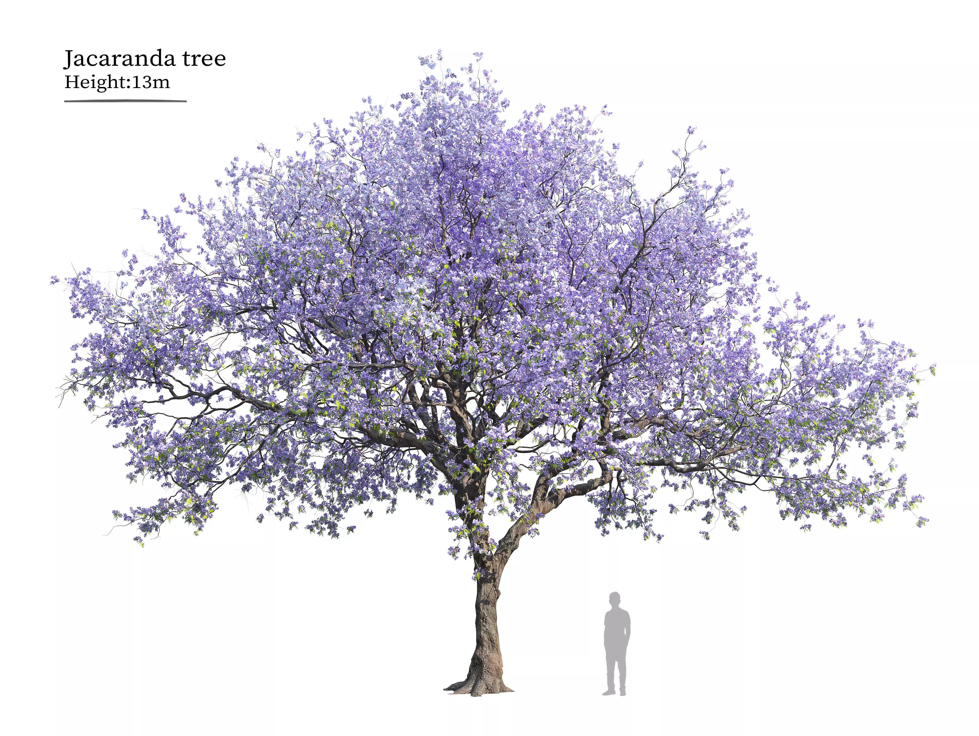 Jacaranda tree 02 3D model