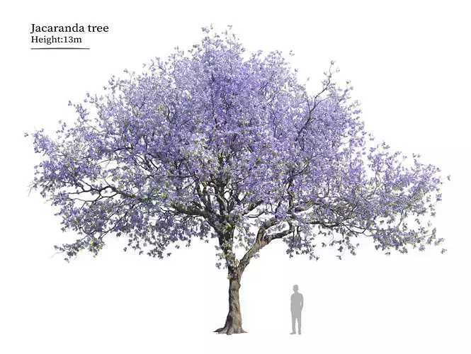 Jacaranda tree 02