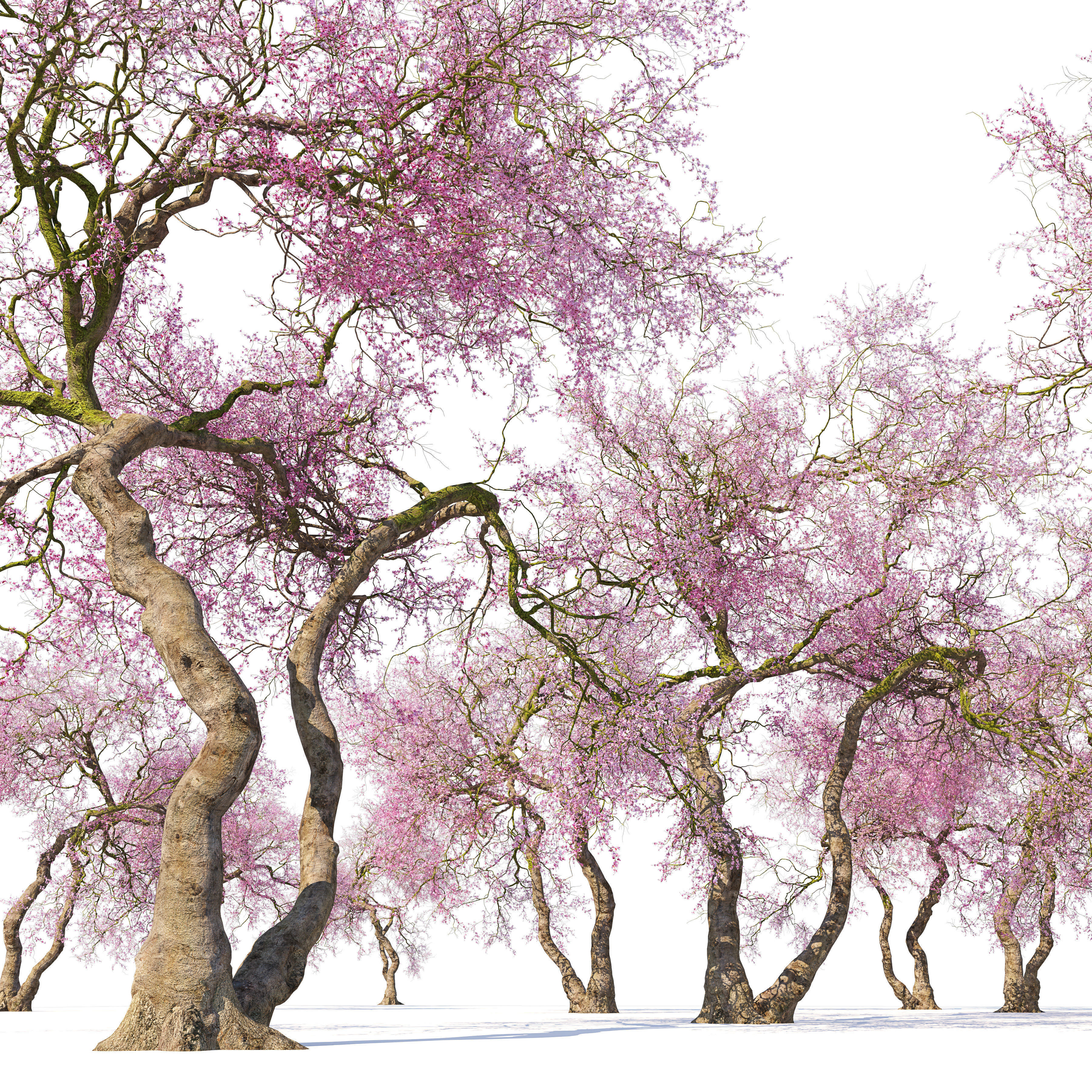 Old cherry blossom 3D model_3
