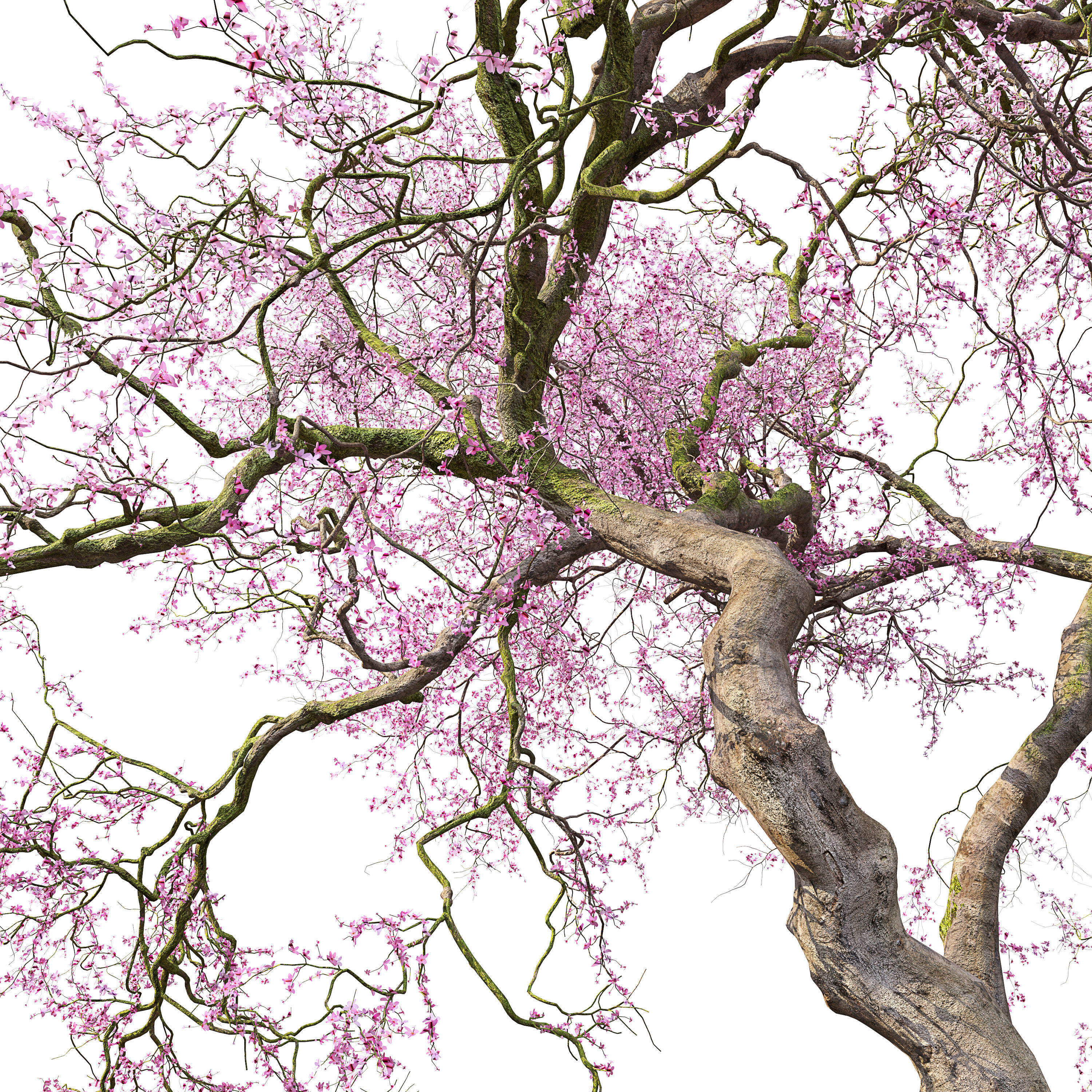 Old cherry blossom 3D model_1
