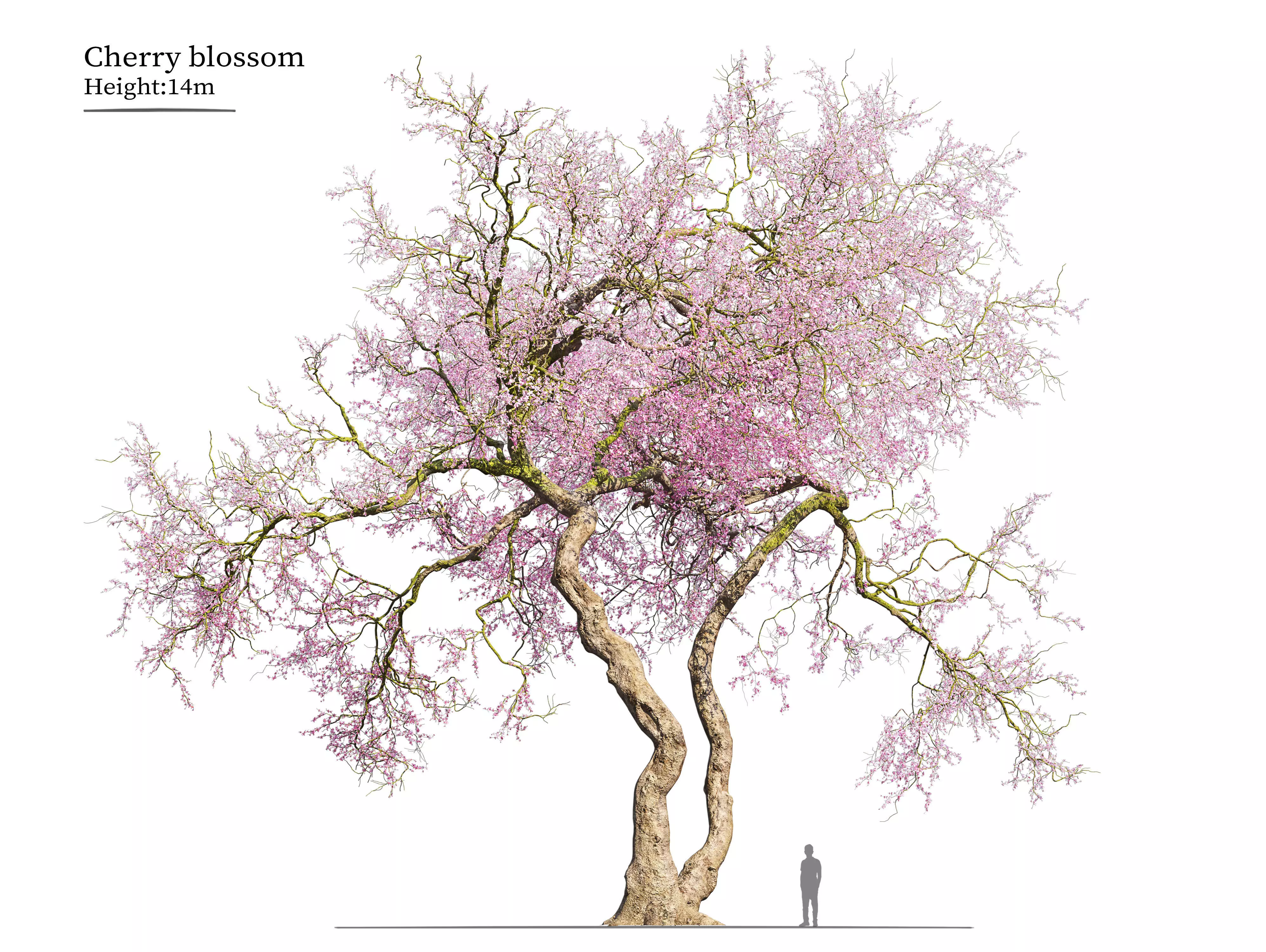 Old cherry blossom 3D model_0