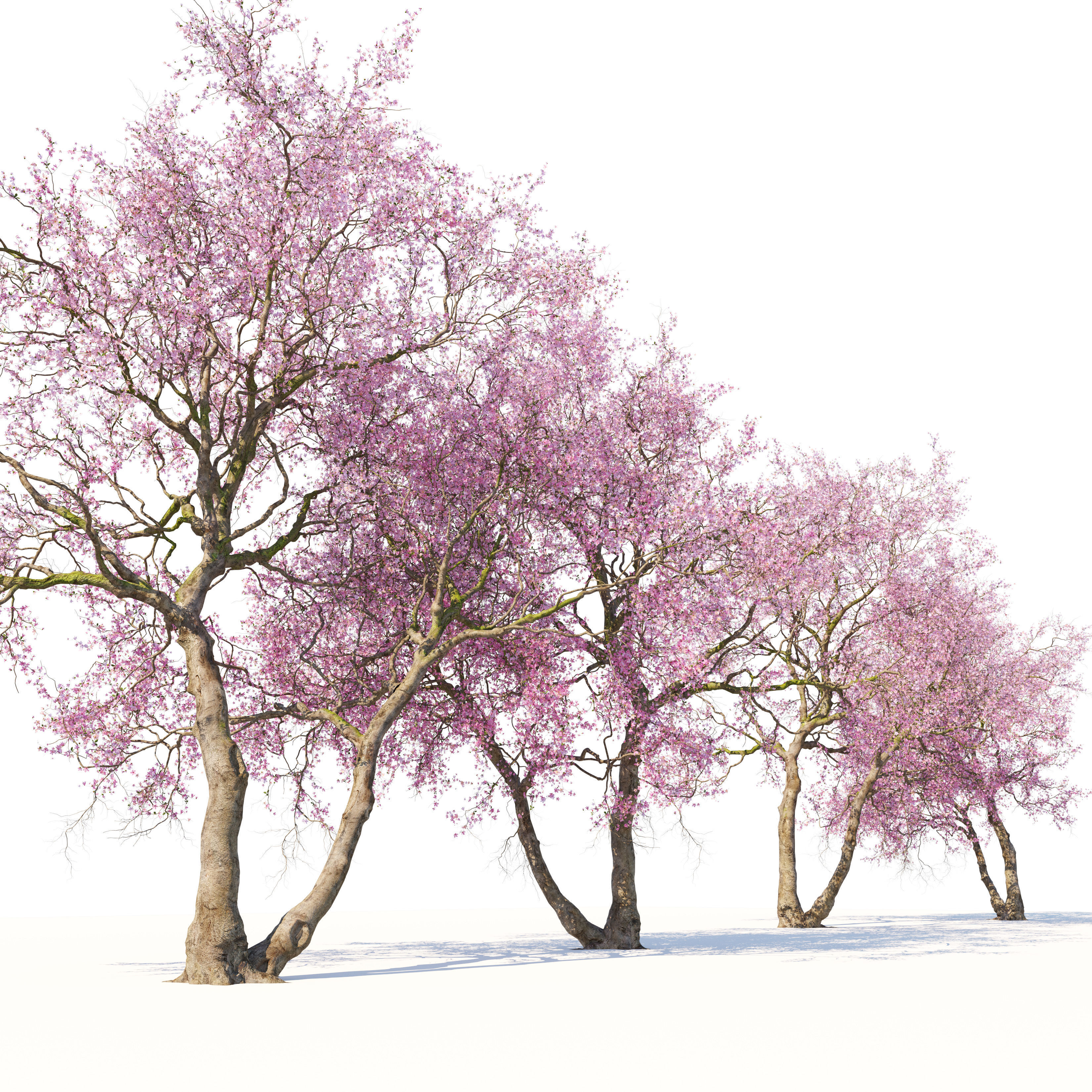Old cherry blossom 02 3D model_3