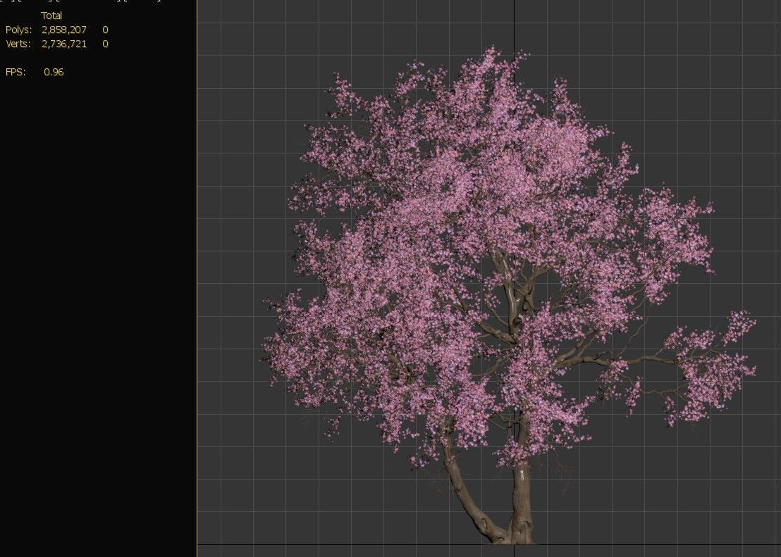 Old cherry blossom 02 3D model_5
