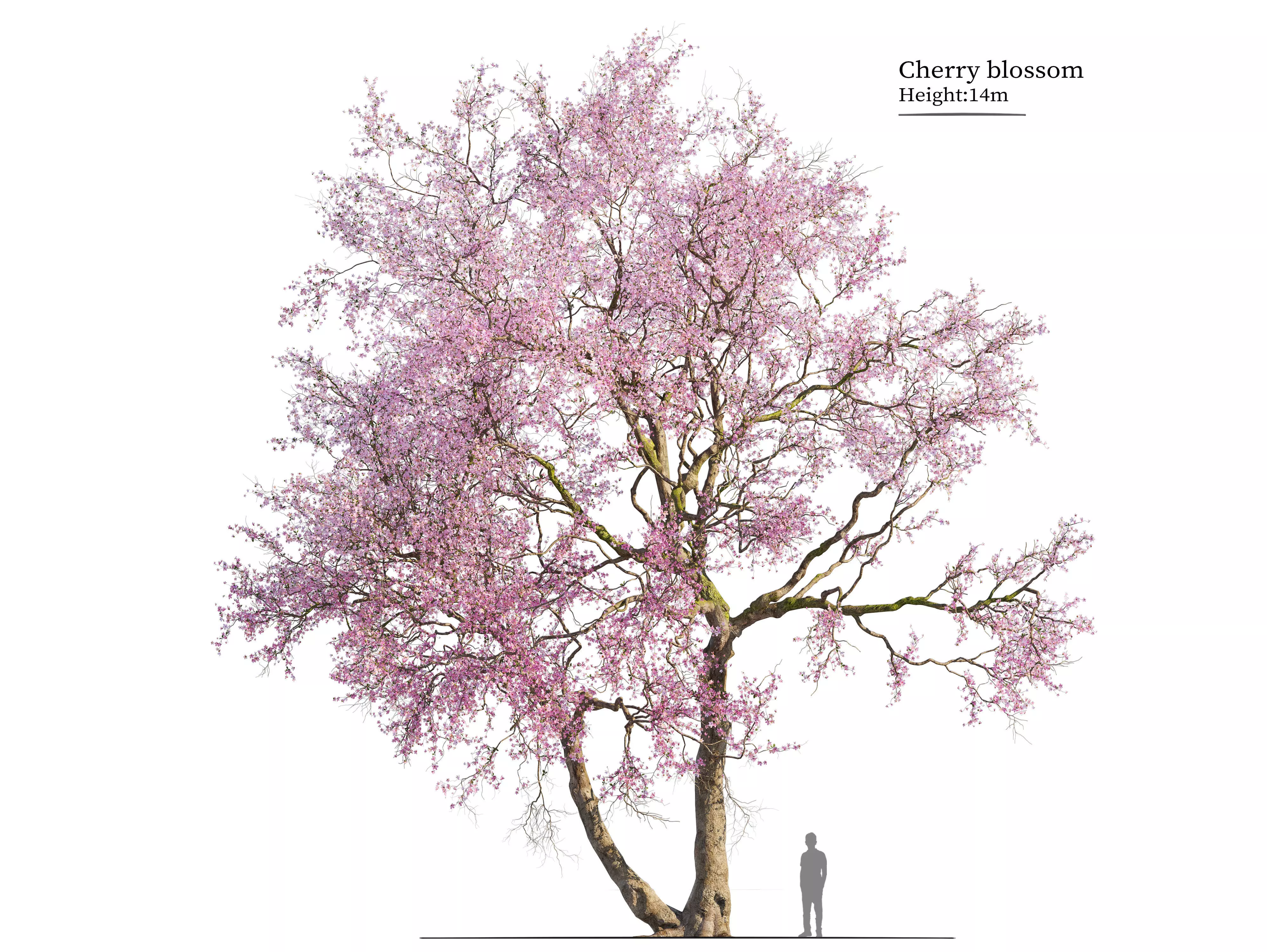Old cherry blossom 02 3D model_0
