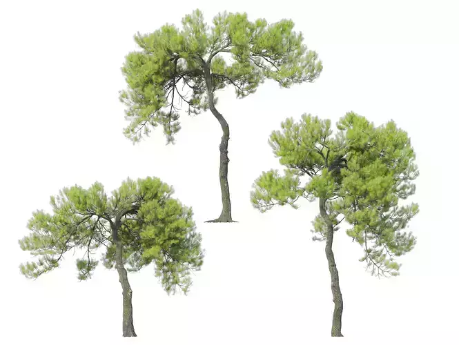 Pine trees set 3D model