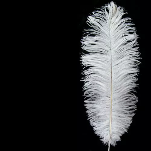 feather 3D model_0