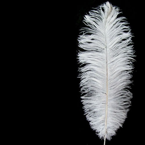 feather 3D model_1