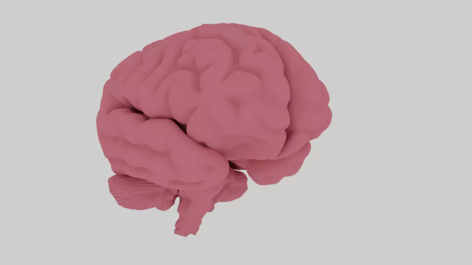 brain Free 3D model_0