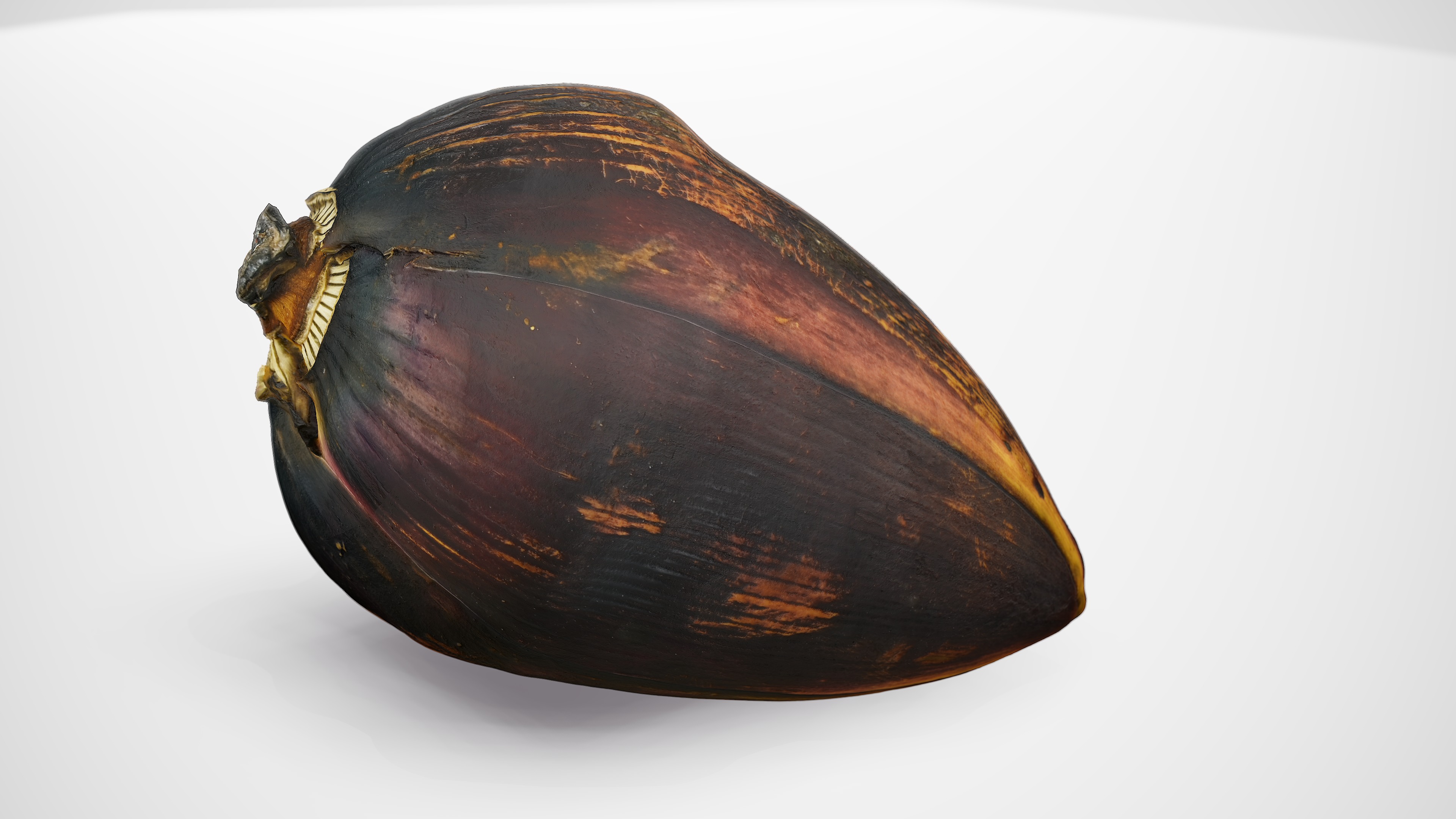 Banana Flower - Photorealistic Scan Low-poly 3D model_13