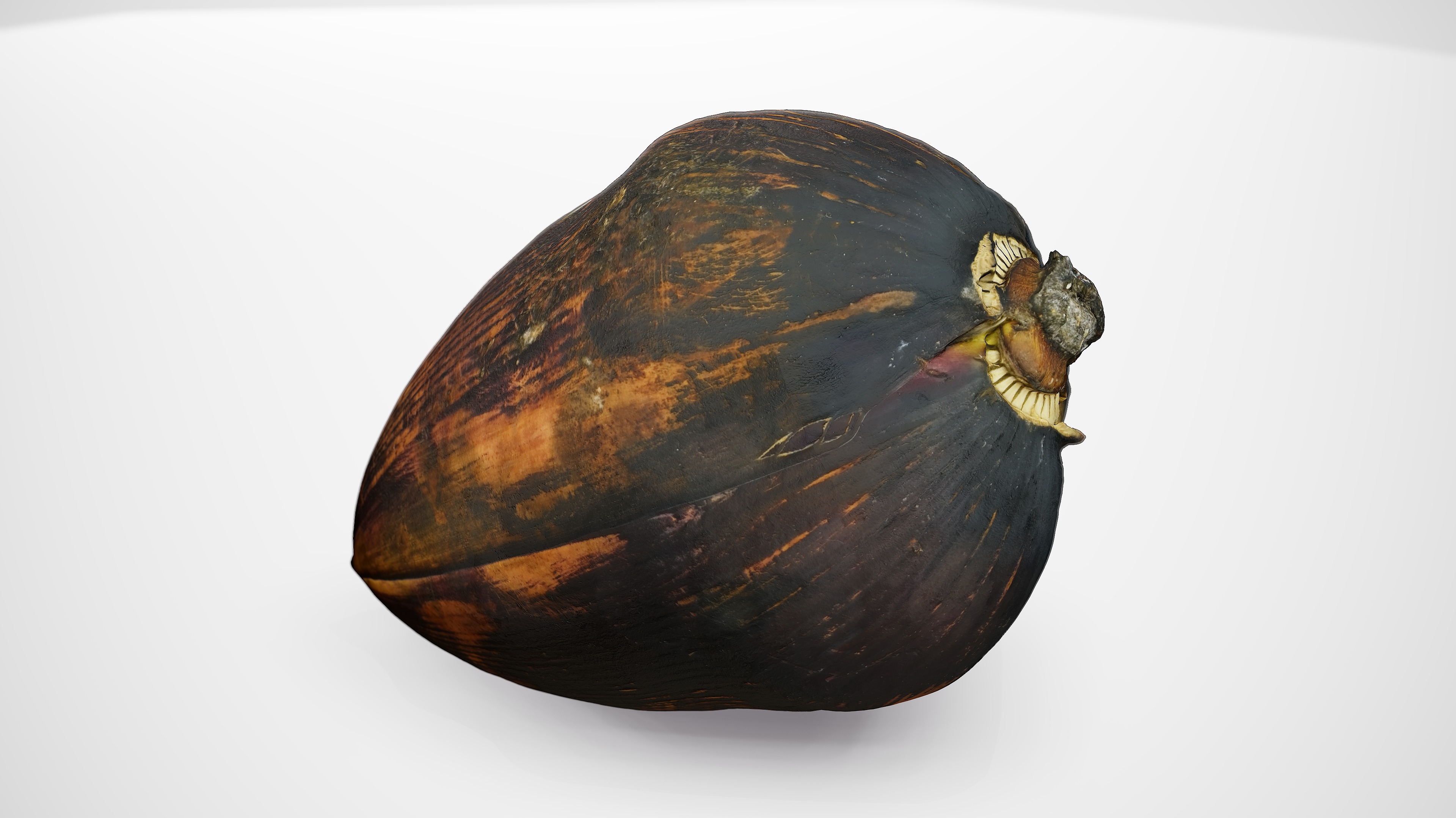 Banana Flower - Photorealistic Scan Low-poly 3D model_6