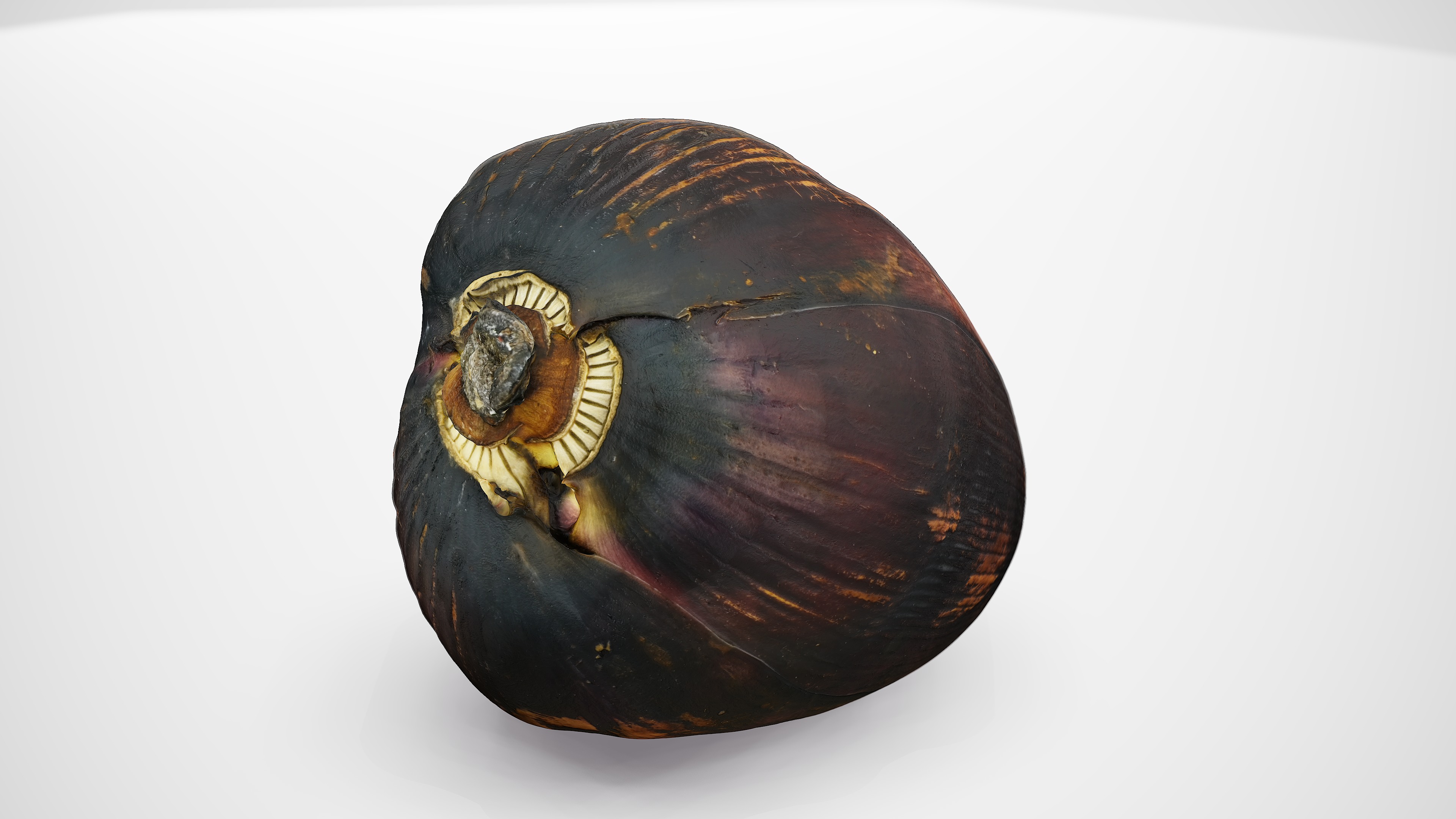 Banana Flower - Photorealistic Scan Low-poly 3D model_3