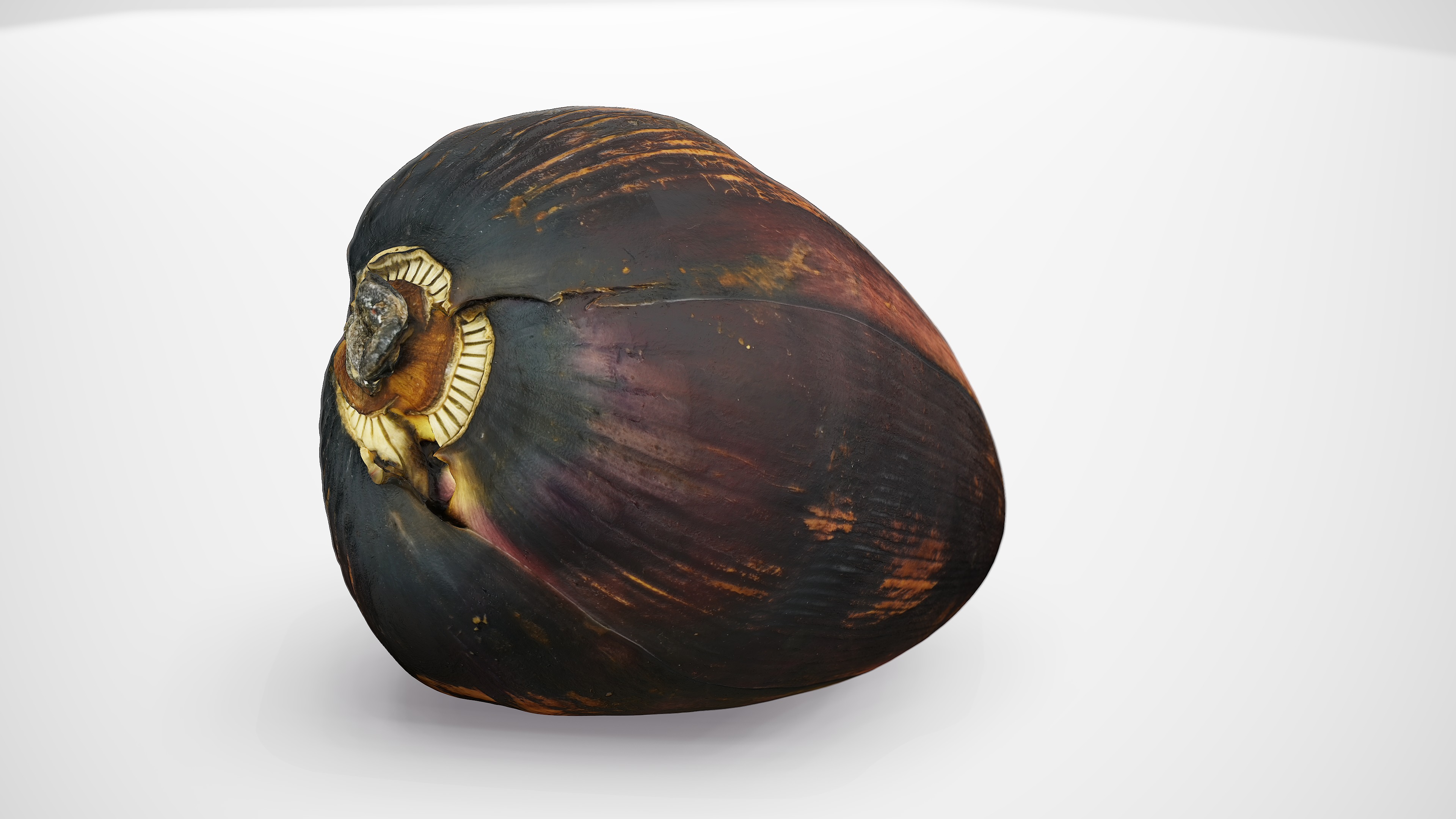 Banana Flower - Photorealistic Scan Low-poly 3D model_14