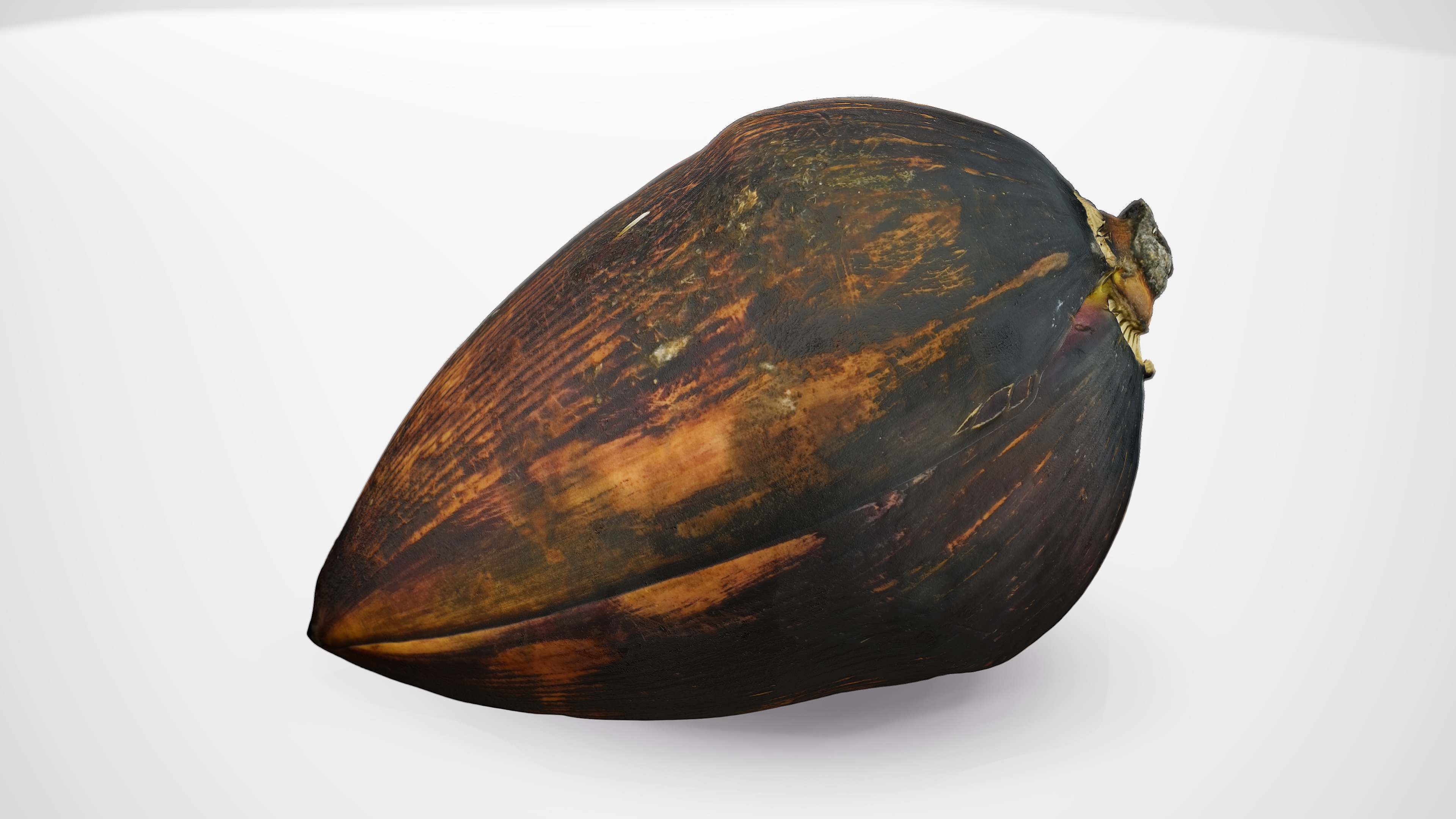 Banana Flower - Photorealistic Scan Low-poly 3D model_7