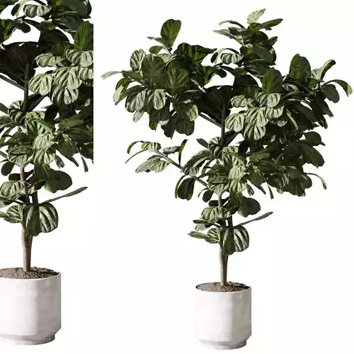 Ficus Lyrata Tree in a concrete pot - indoor plant 568