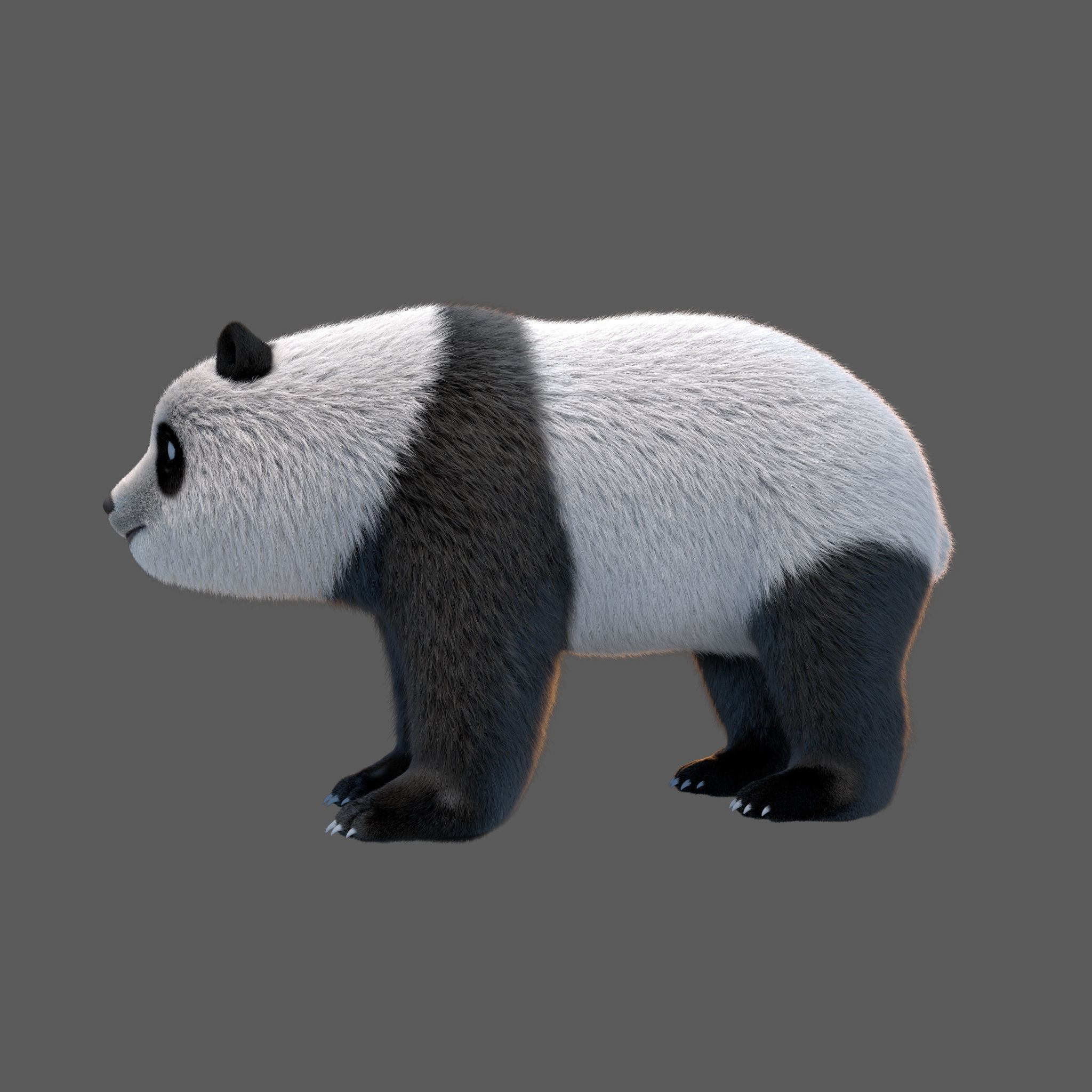 panda  huahua 3D model_1