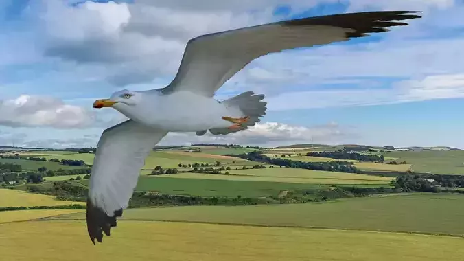 Low poly seagull animated Low-poly 3D model