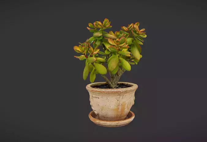 plant crassula