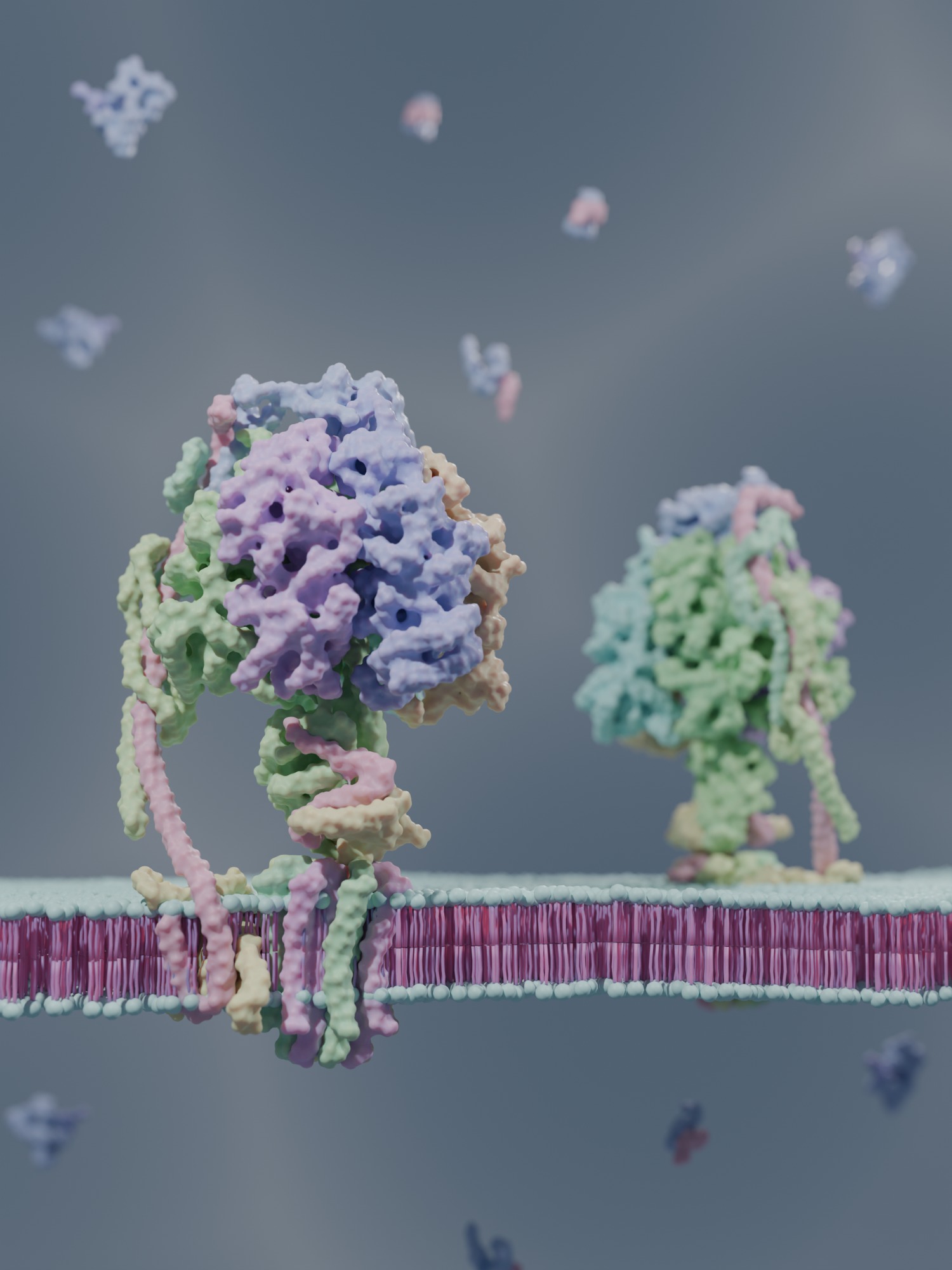 ATP Synthase 3D model_3