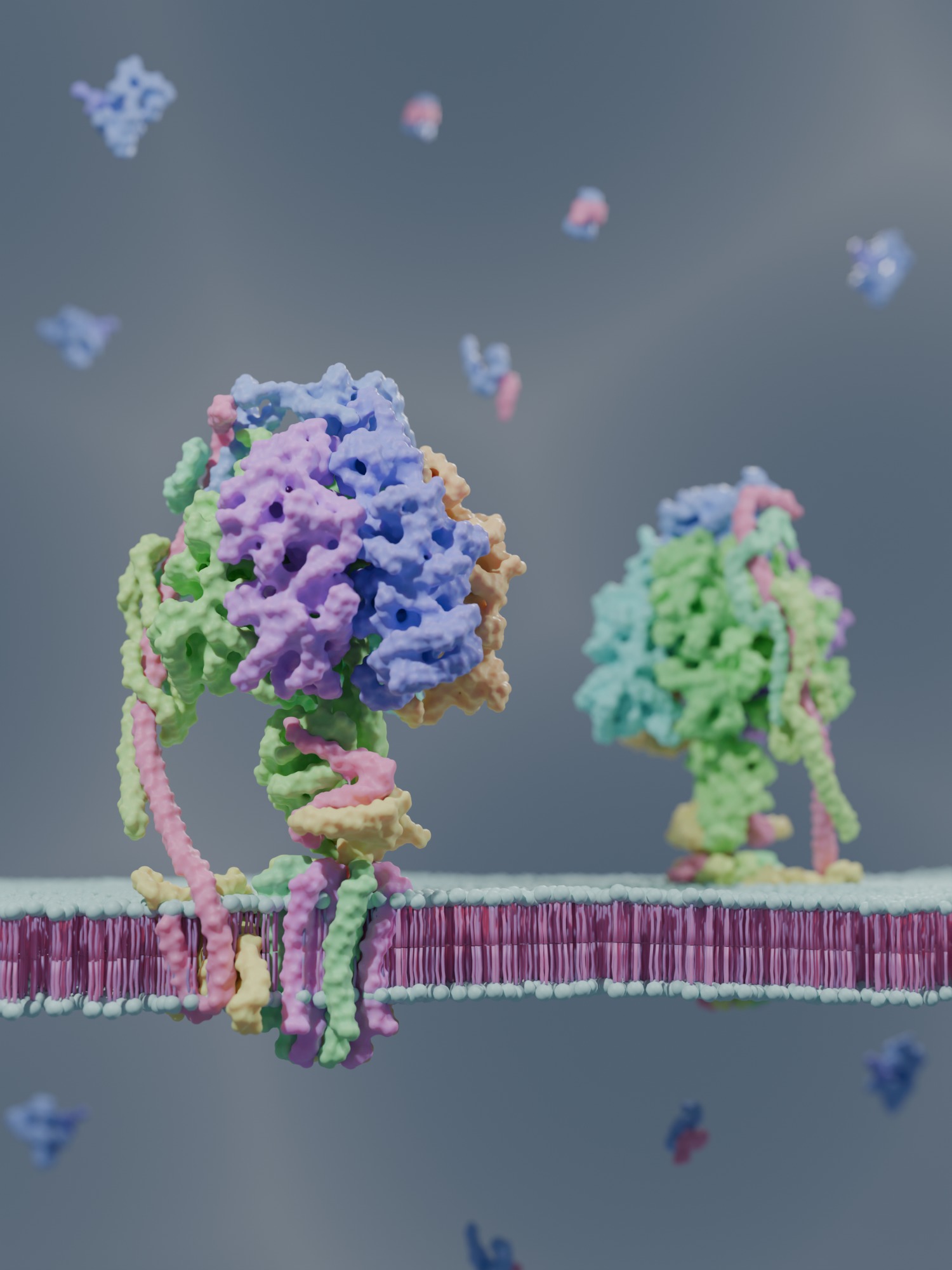 ATP Synthase 3D model_4