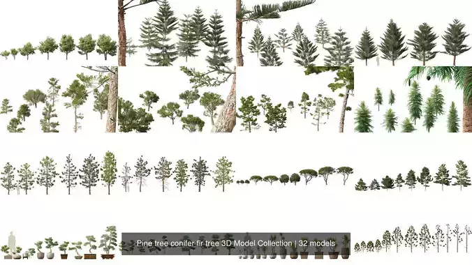 Pine tree conifer fir tree 3D Model Collection 