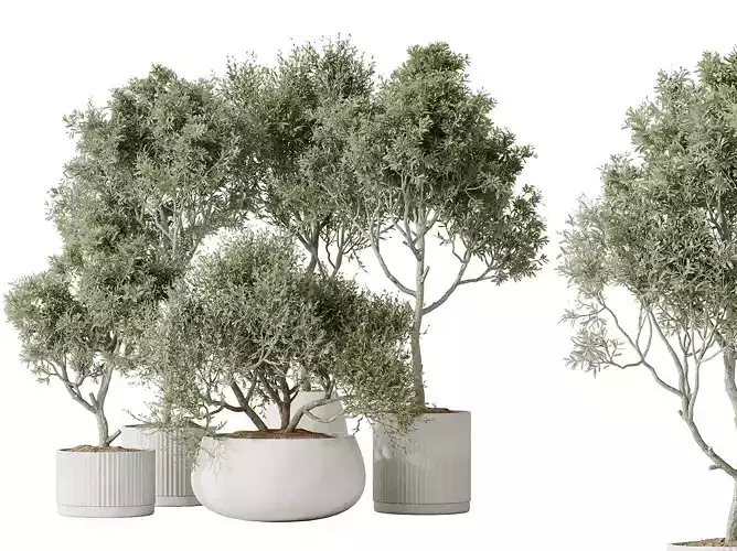 AV Indoor plants set 128 Mission Kalamata Arbequina Olive Set
